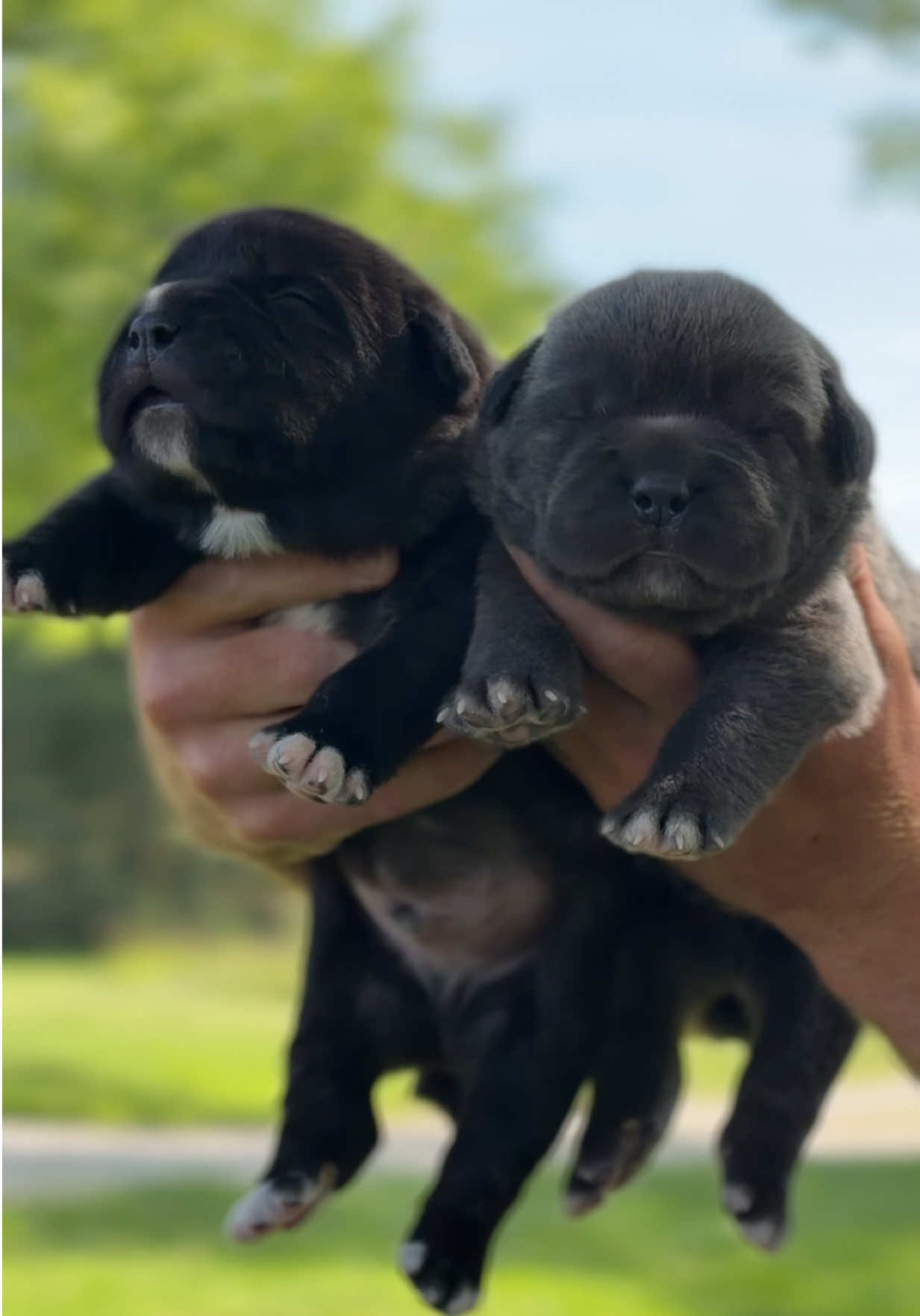 @americana_kennels