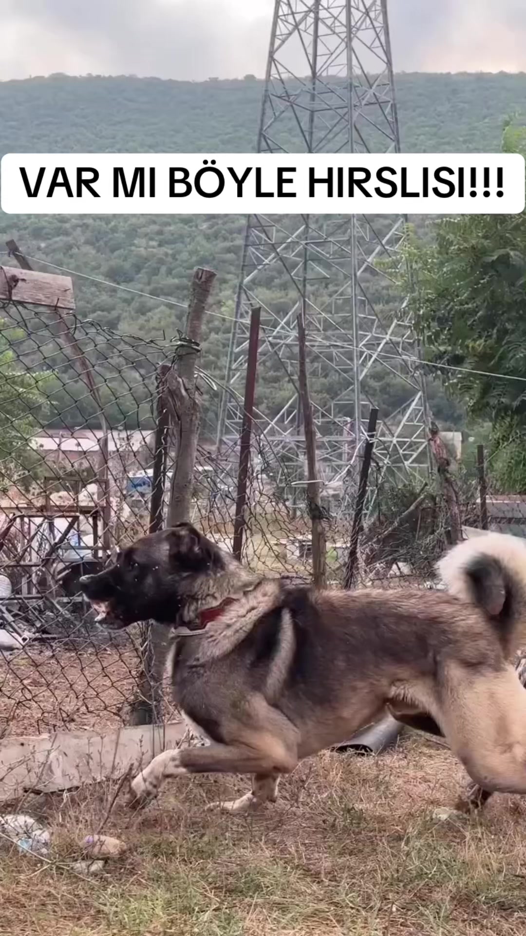 @ANADOLU ASLANLARI🐶🇹🇷