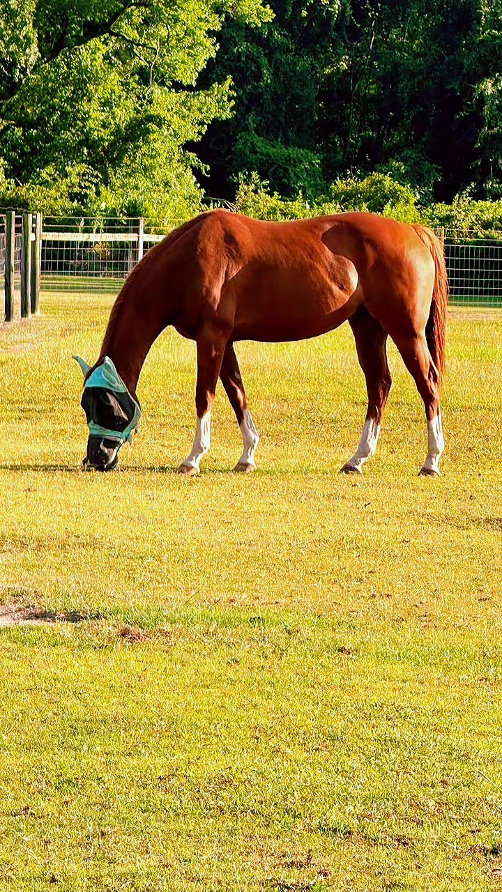 @Horselife