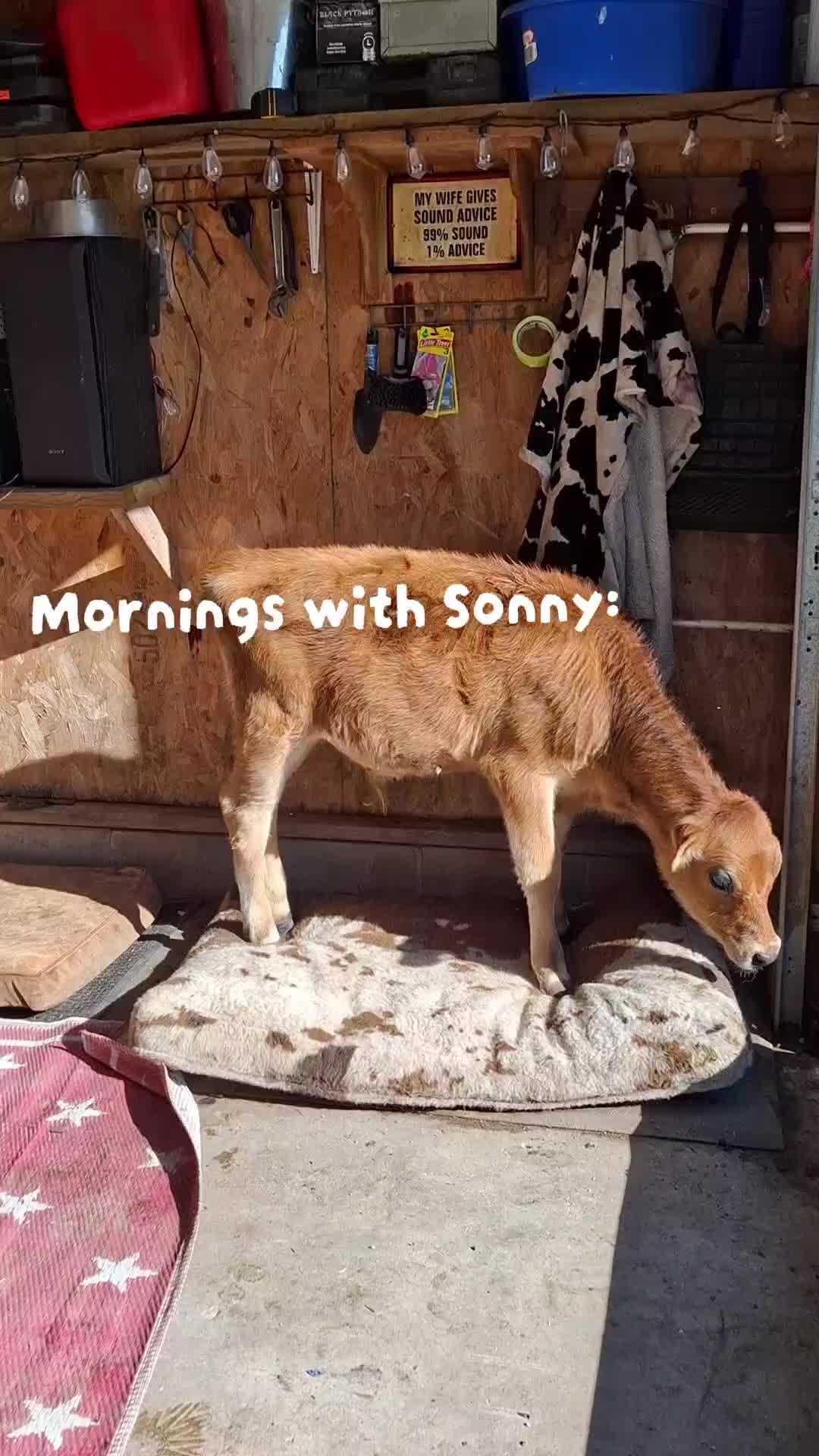 @Dakotafunnyfarm