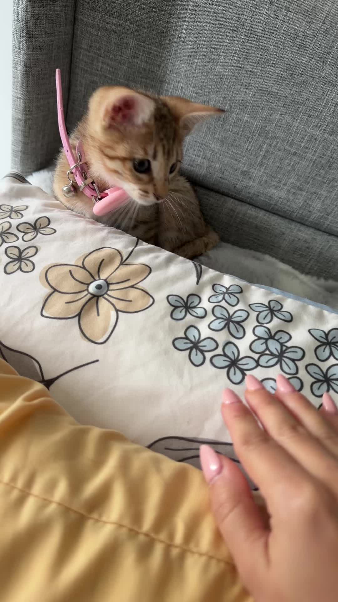 @𝓡𝓸𝓼𝓮 🌹