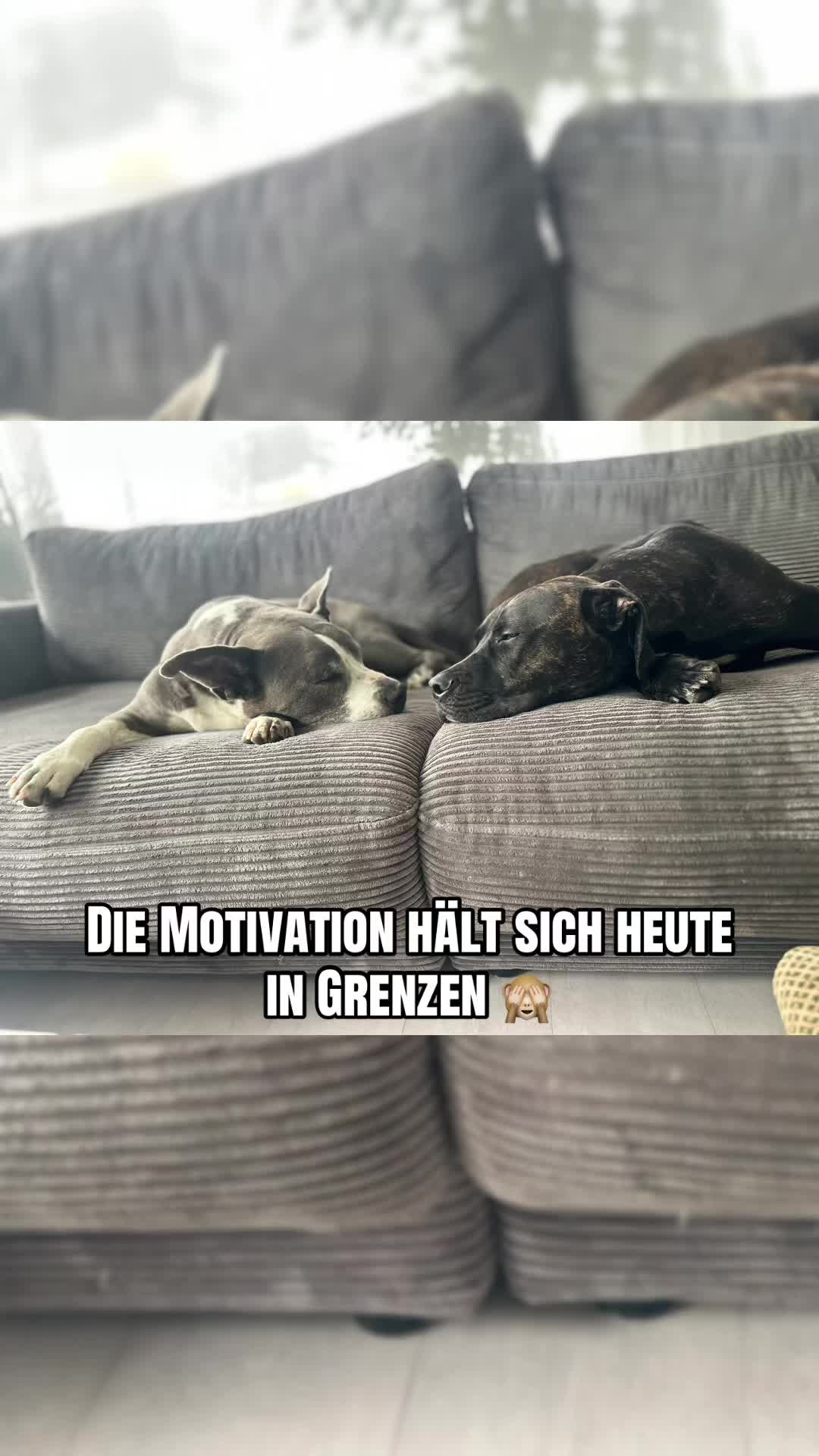 @🐾Mogli&Balu_Dschungelcrew🌴🐾