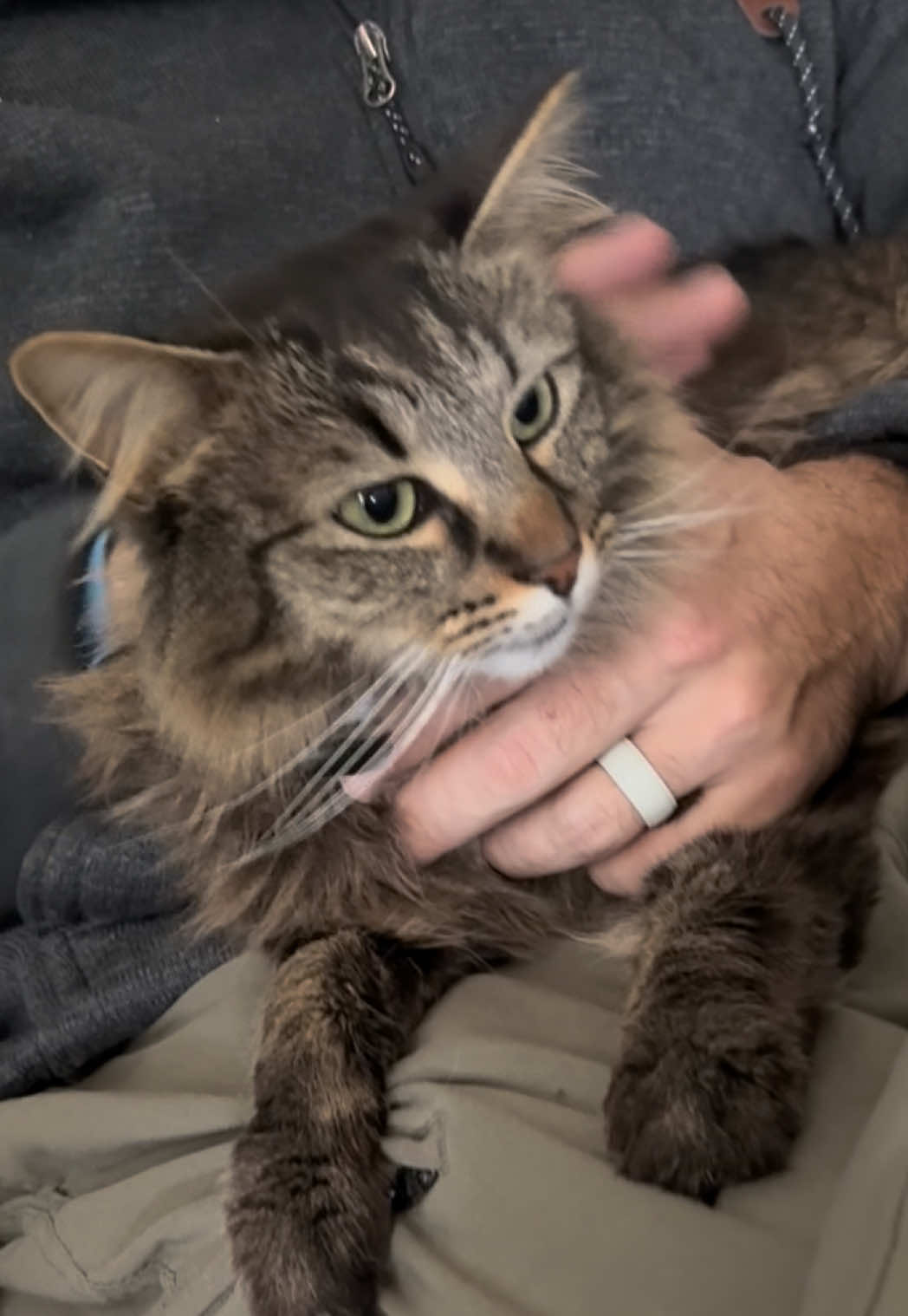@RoxySnowballCatDrama
