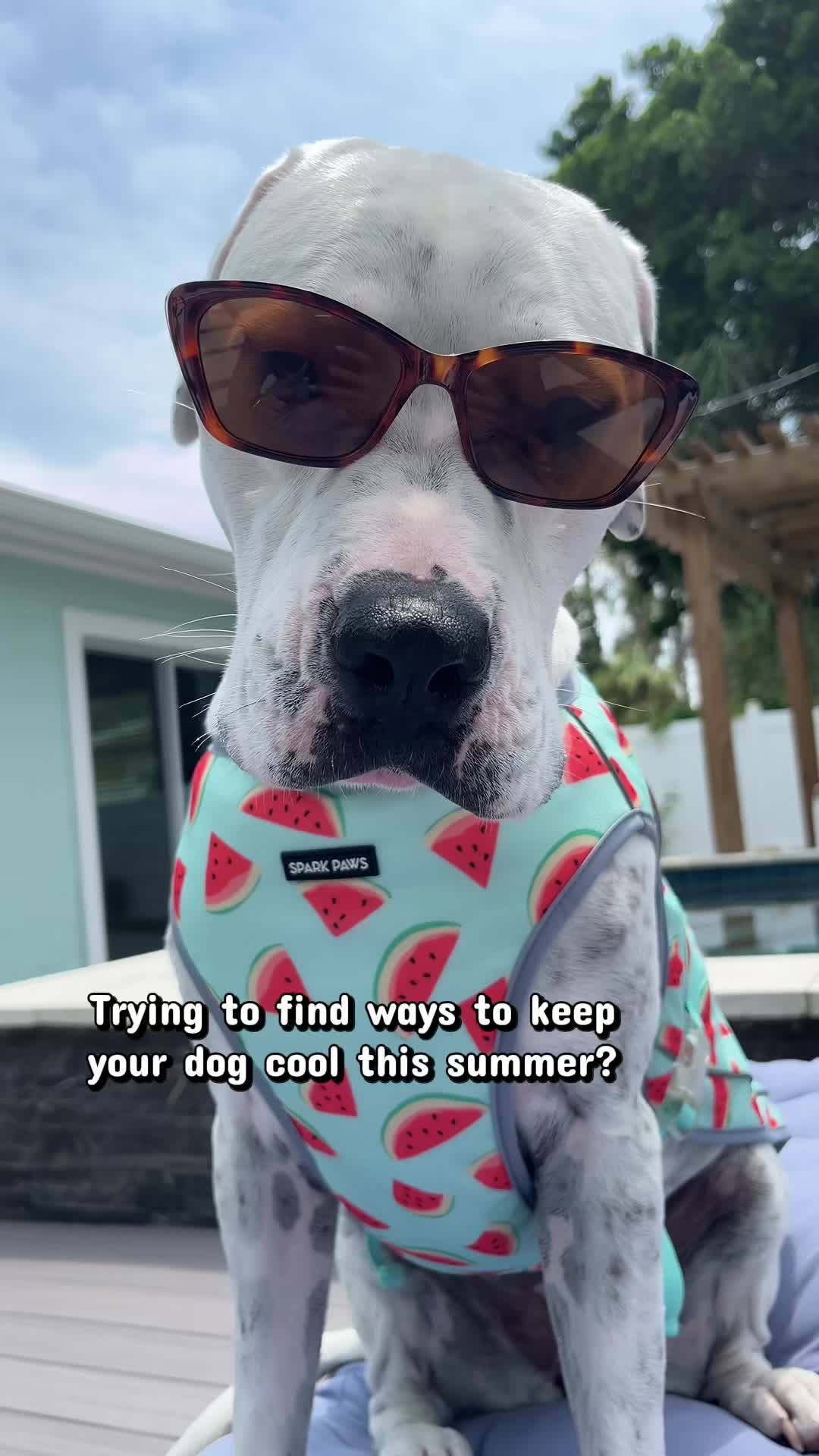 @StellatheDeafBulldane