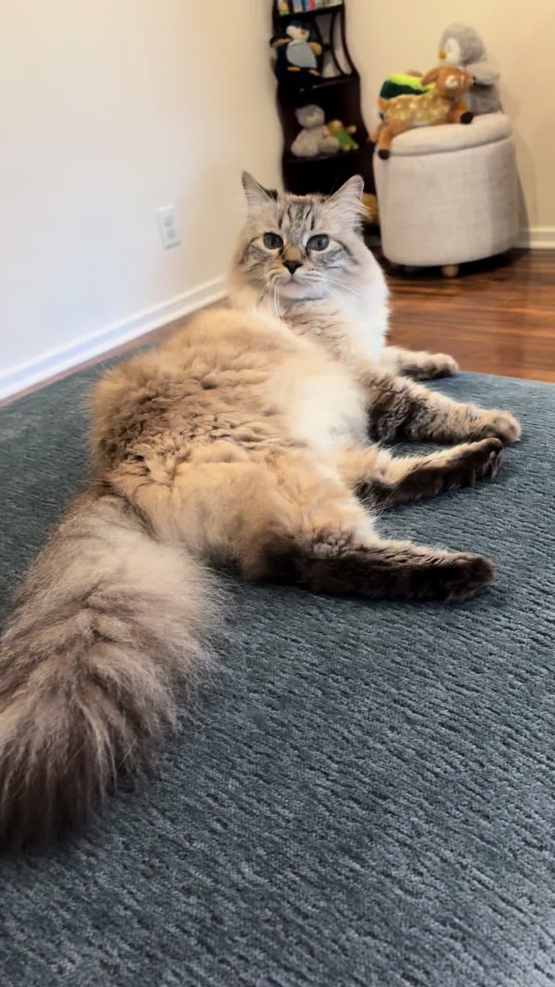 @Brock Meowsnar