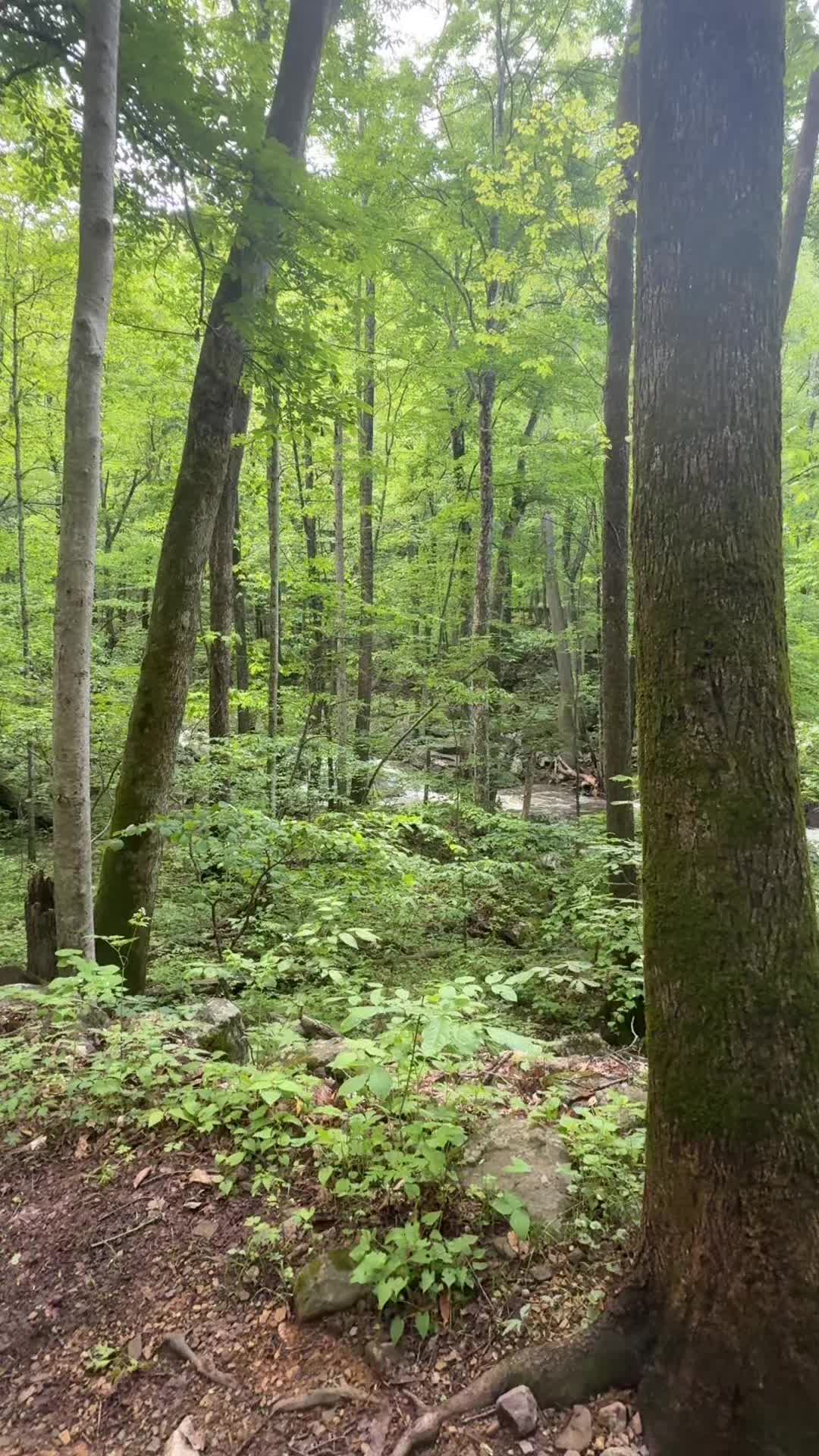 @theabhikhyasripada