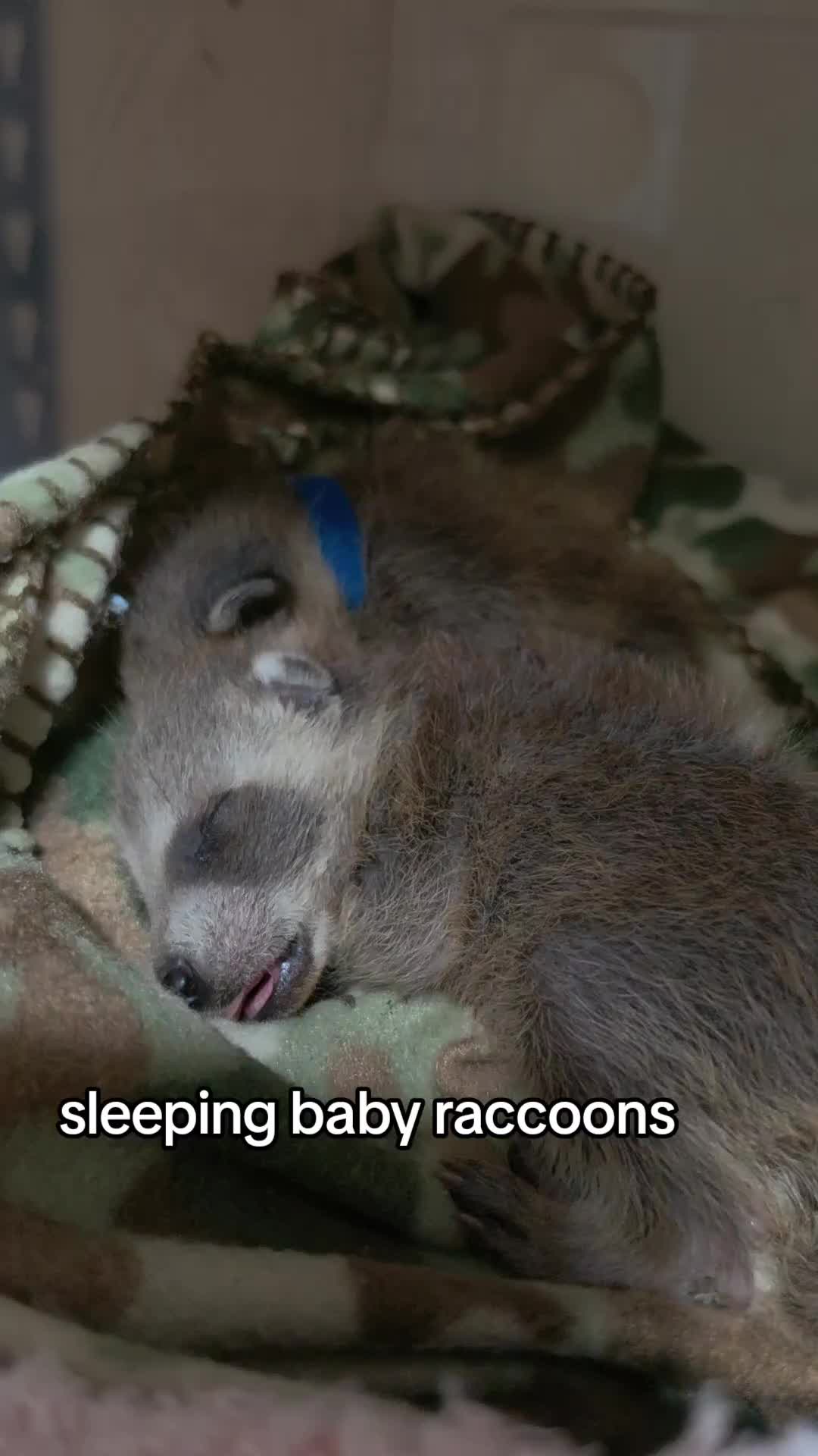 @Little Bit Wildlife Rescue