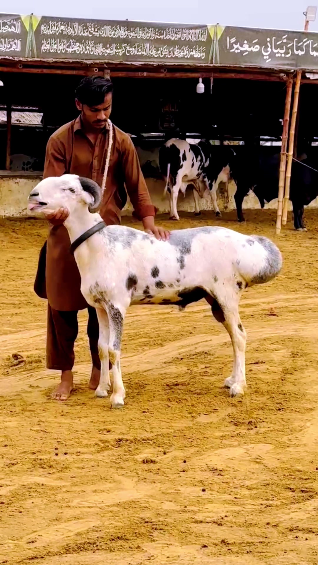 @MAJESTIC CATTLE & GOAT FARM