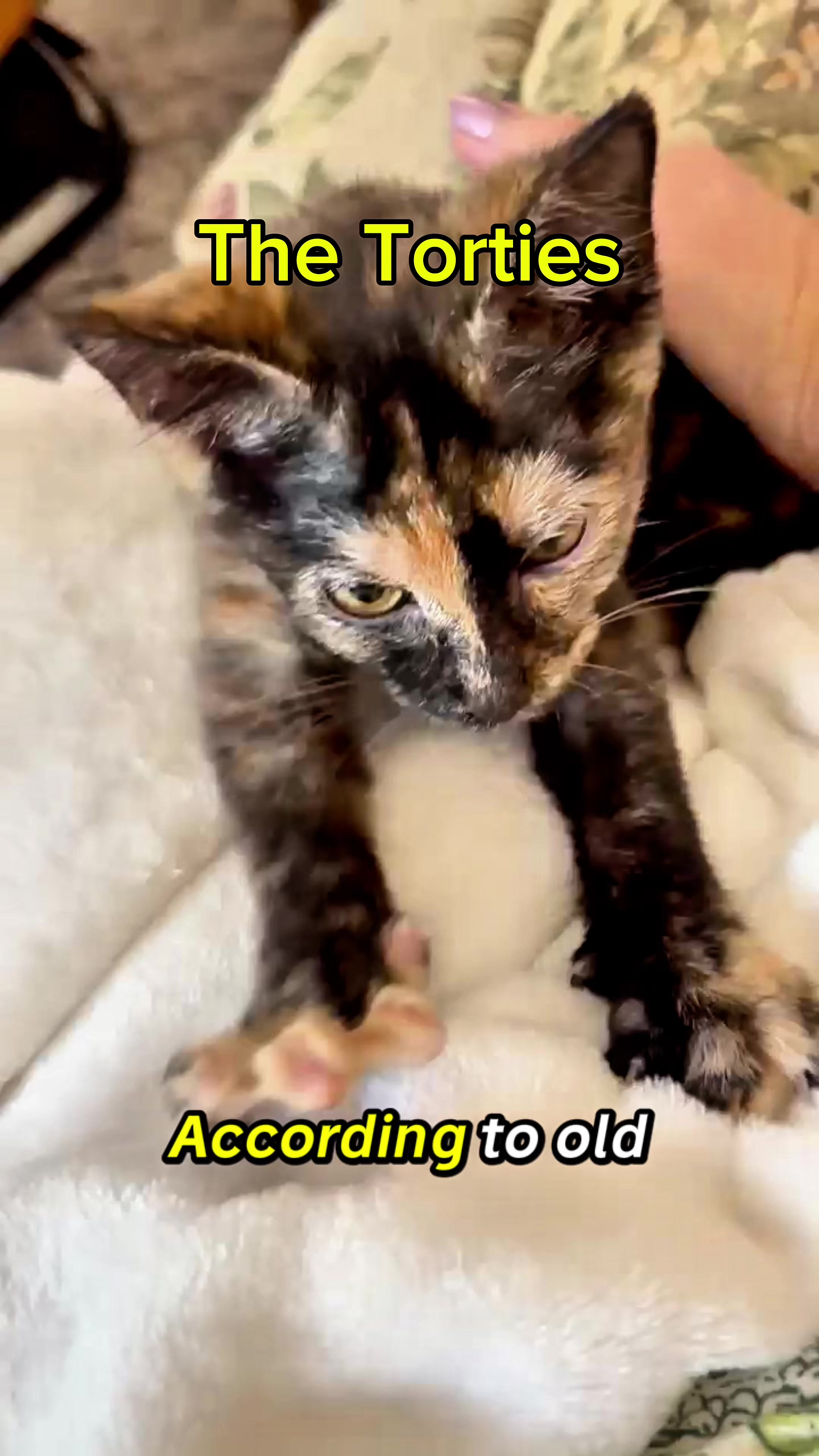 @Winnie: Maine Coon Kitty