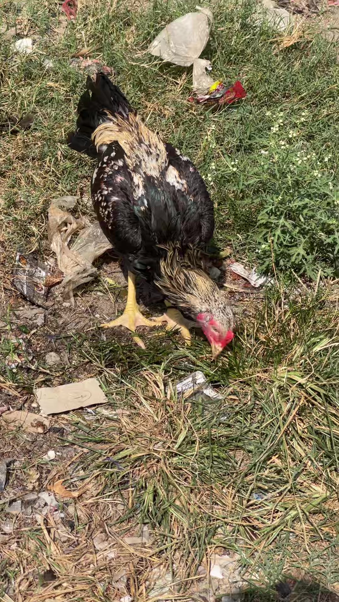 @🦅Home Breed Aseel 🦅