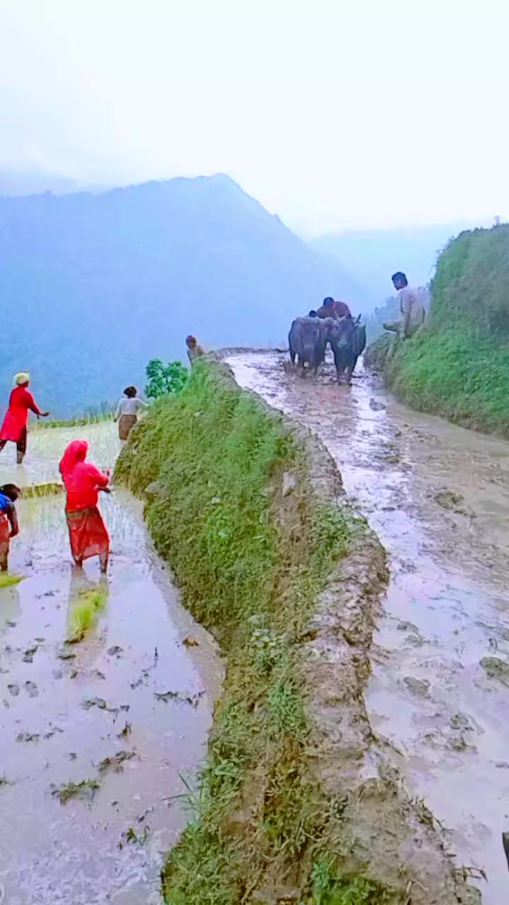 @Tr.Mahendra Shahi Thakuri