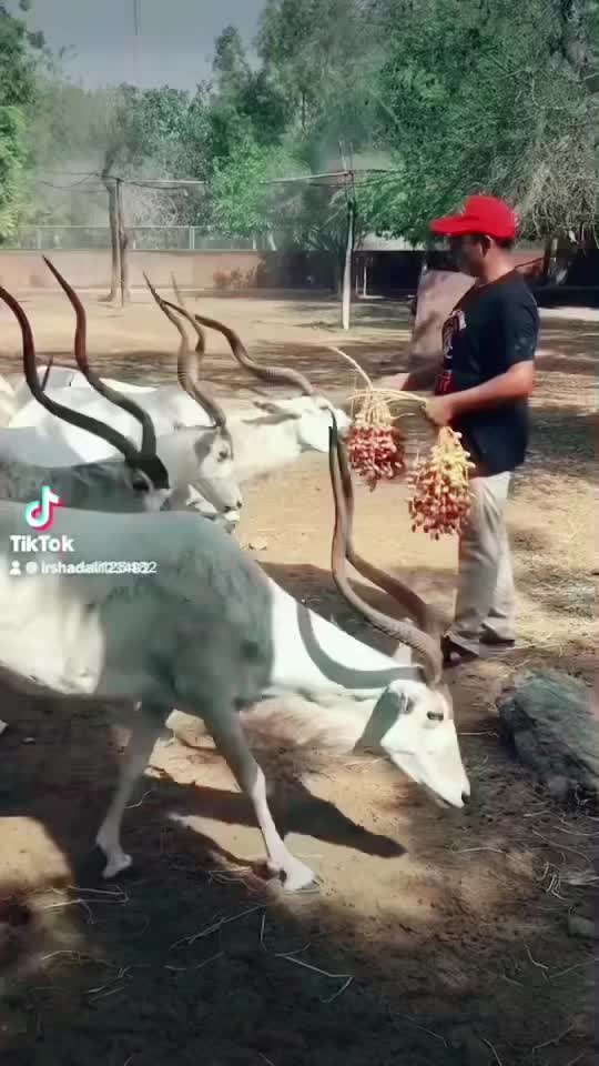 @irshadali123482