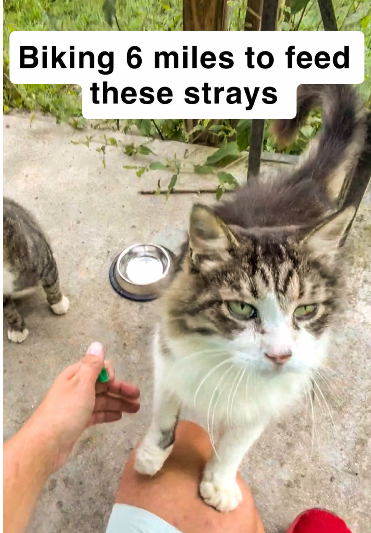 @first class whiskers