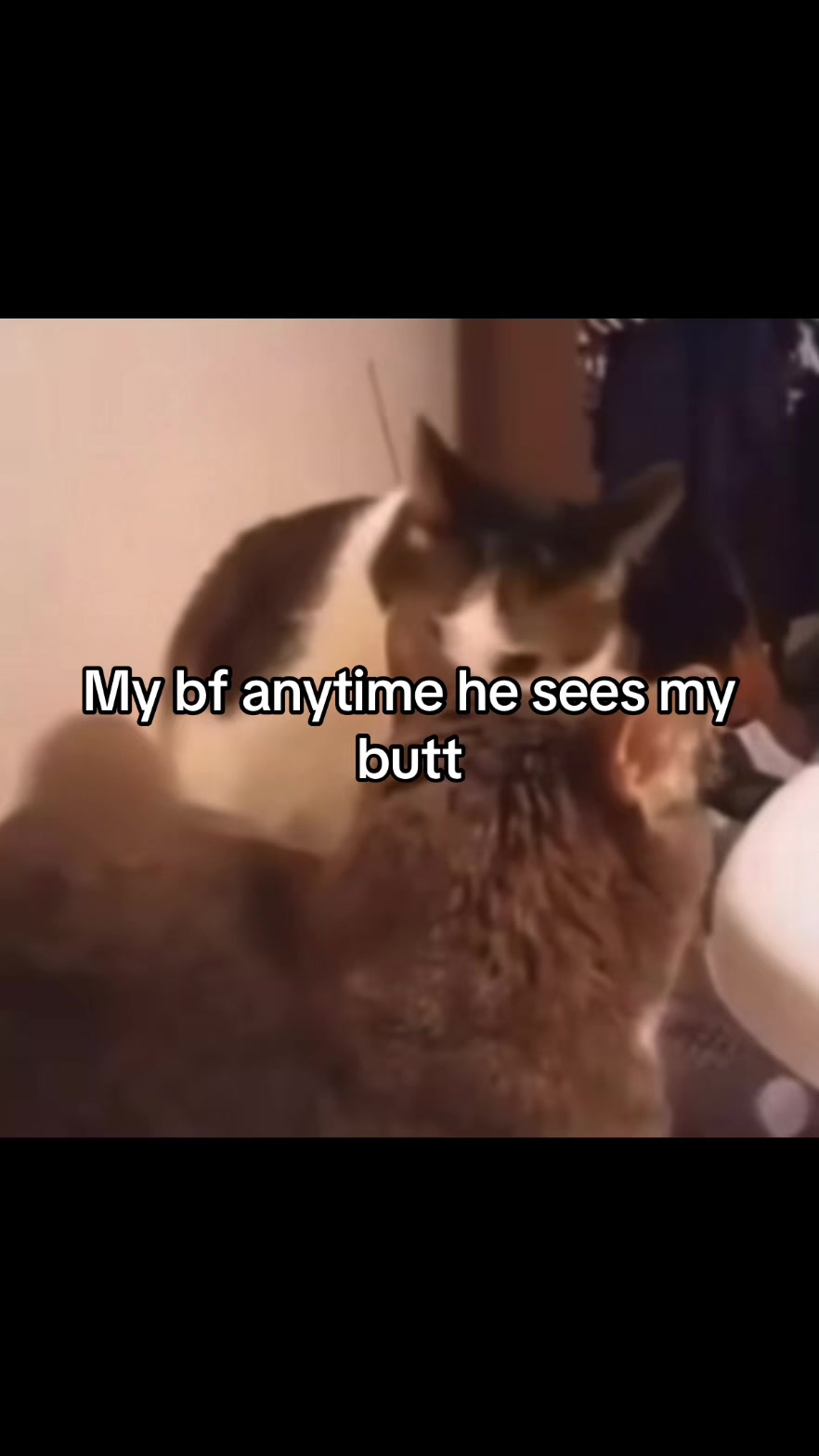 @LavanderCat