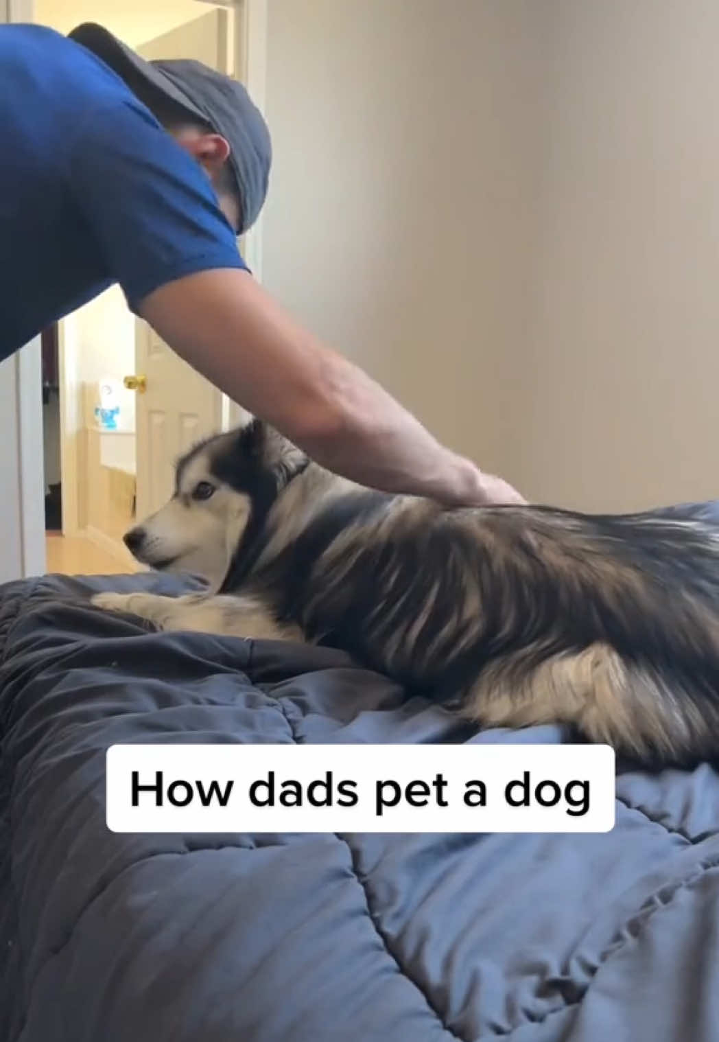 @Bandit The Husky