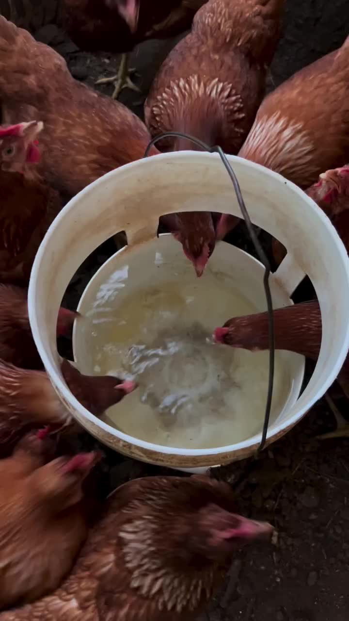 @Live stock animals ๐ชฟ๐๐๐๐ฅฌ