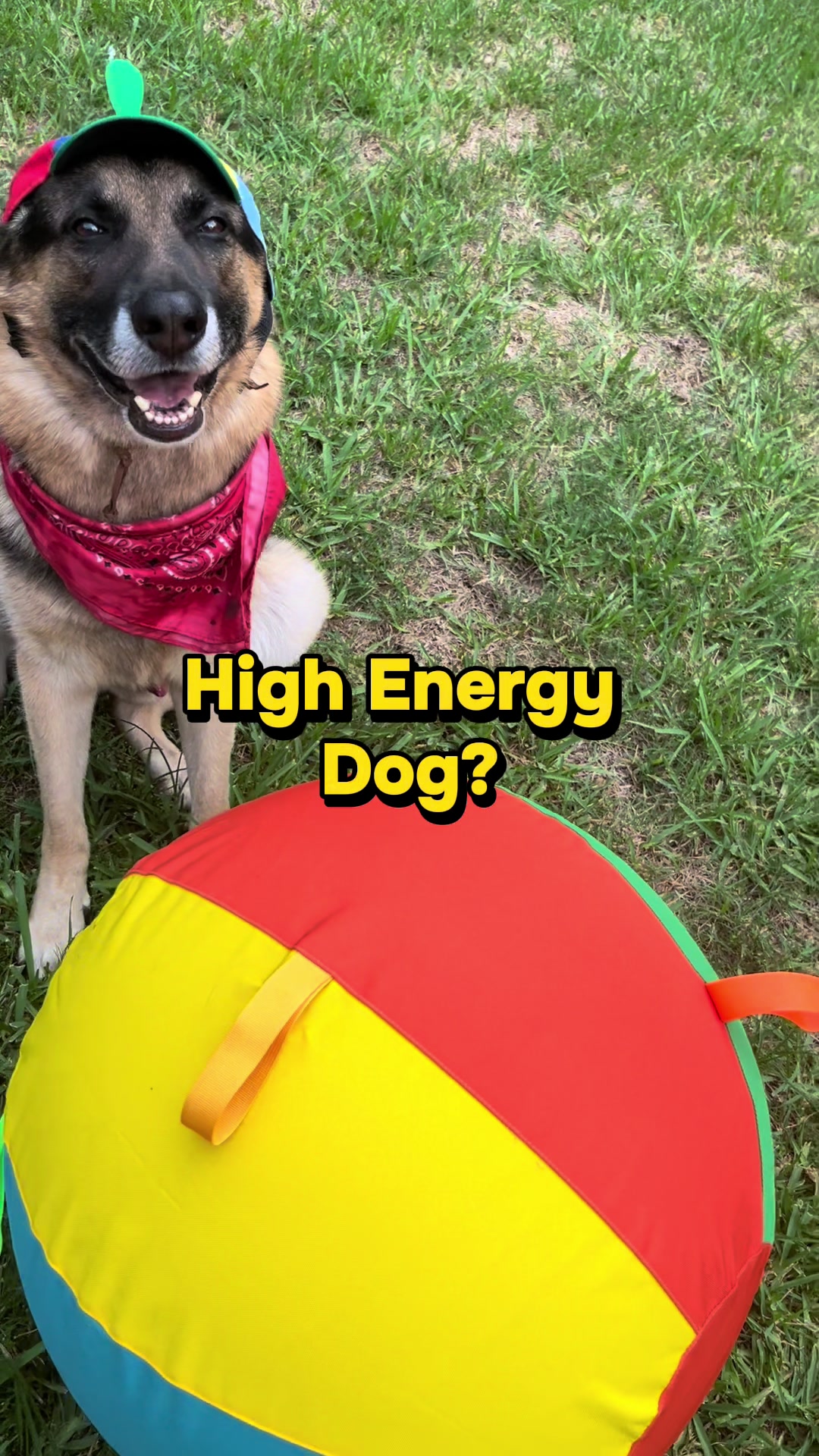 @Walter The German Shepherd