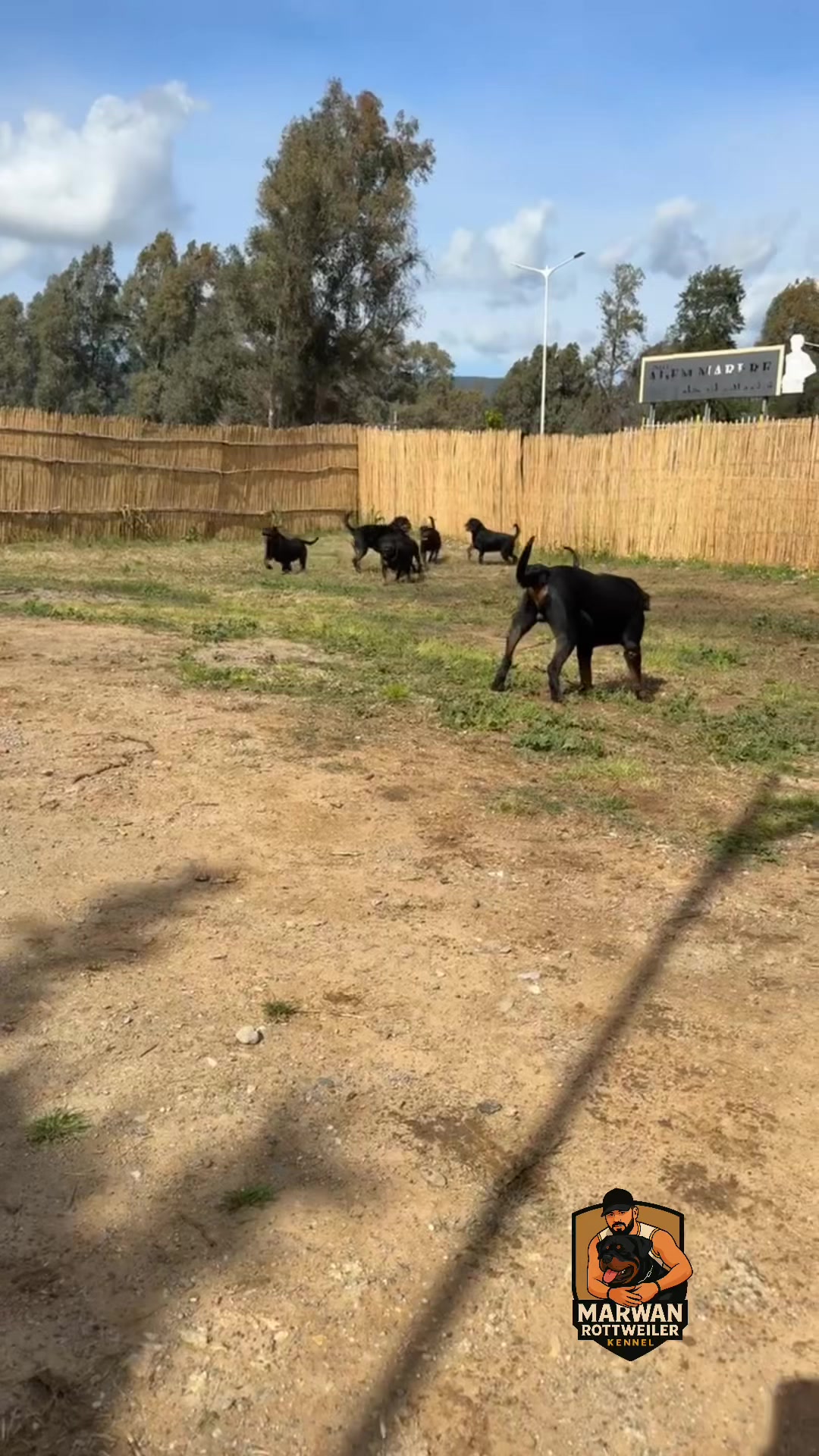 @Marwan Rottweiler-ke