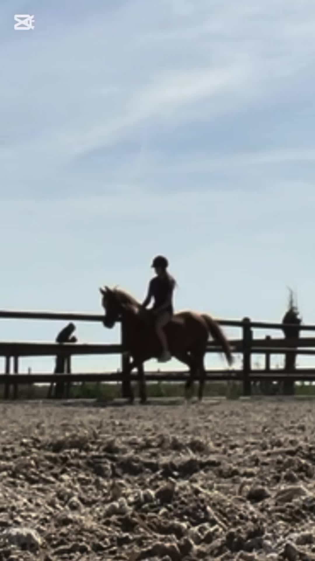 @🇳🇱 yara’s horselife 🇳🇱