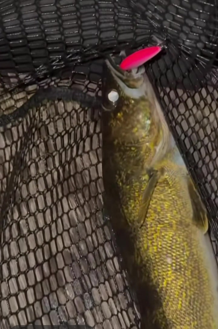 @endlessfishing