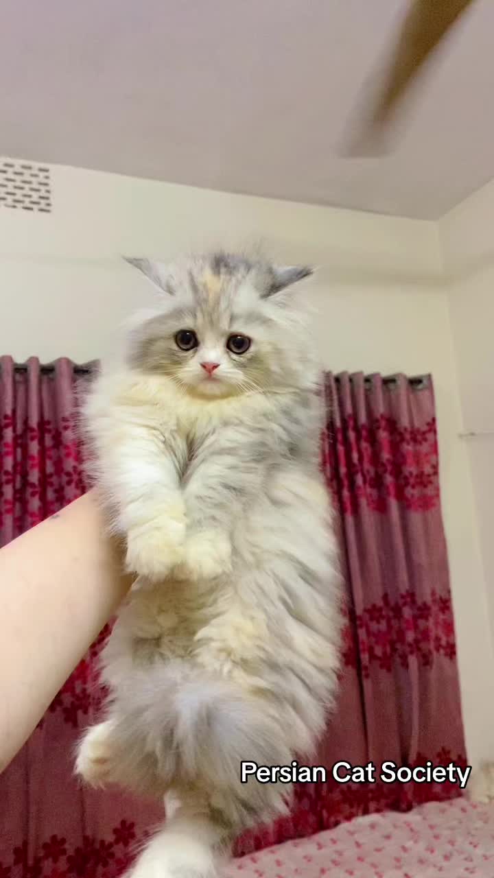 @Persian Cat Society❤️&zwj;🩹