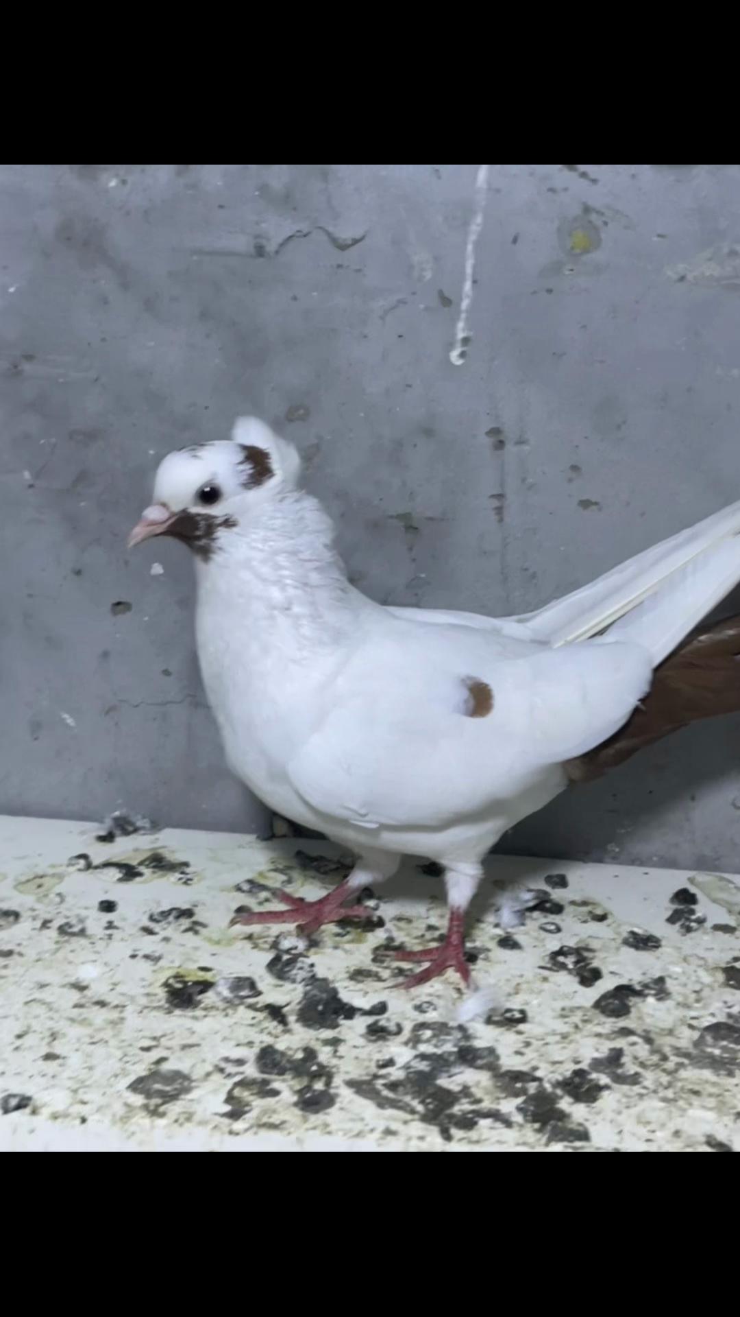 @𝗧𝗲𝘇𝗲 𝗠𝗲𝗵𝗹𝗲 🕊️