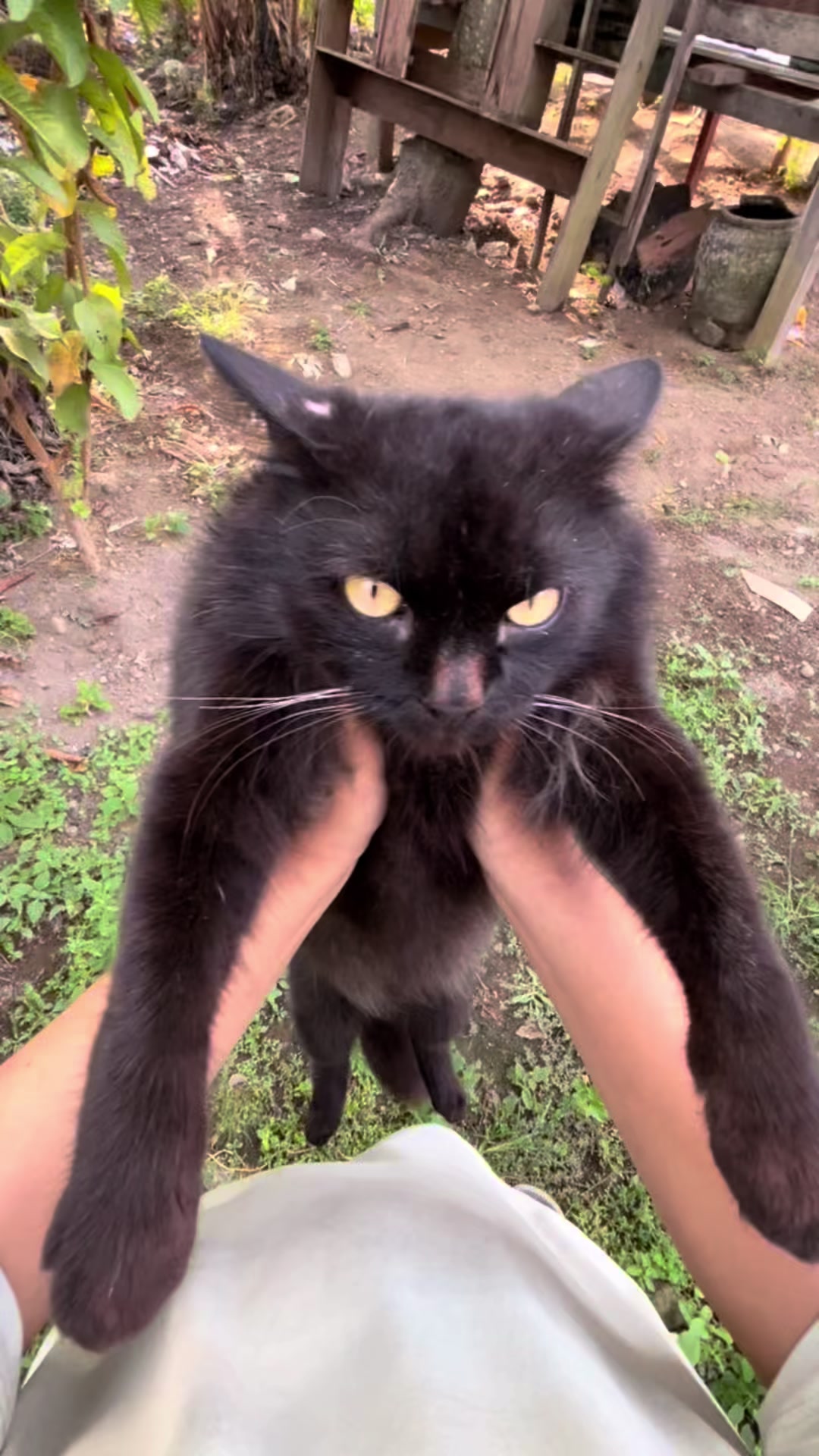 @KURO si kucing hitam ๐โฌ