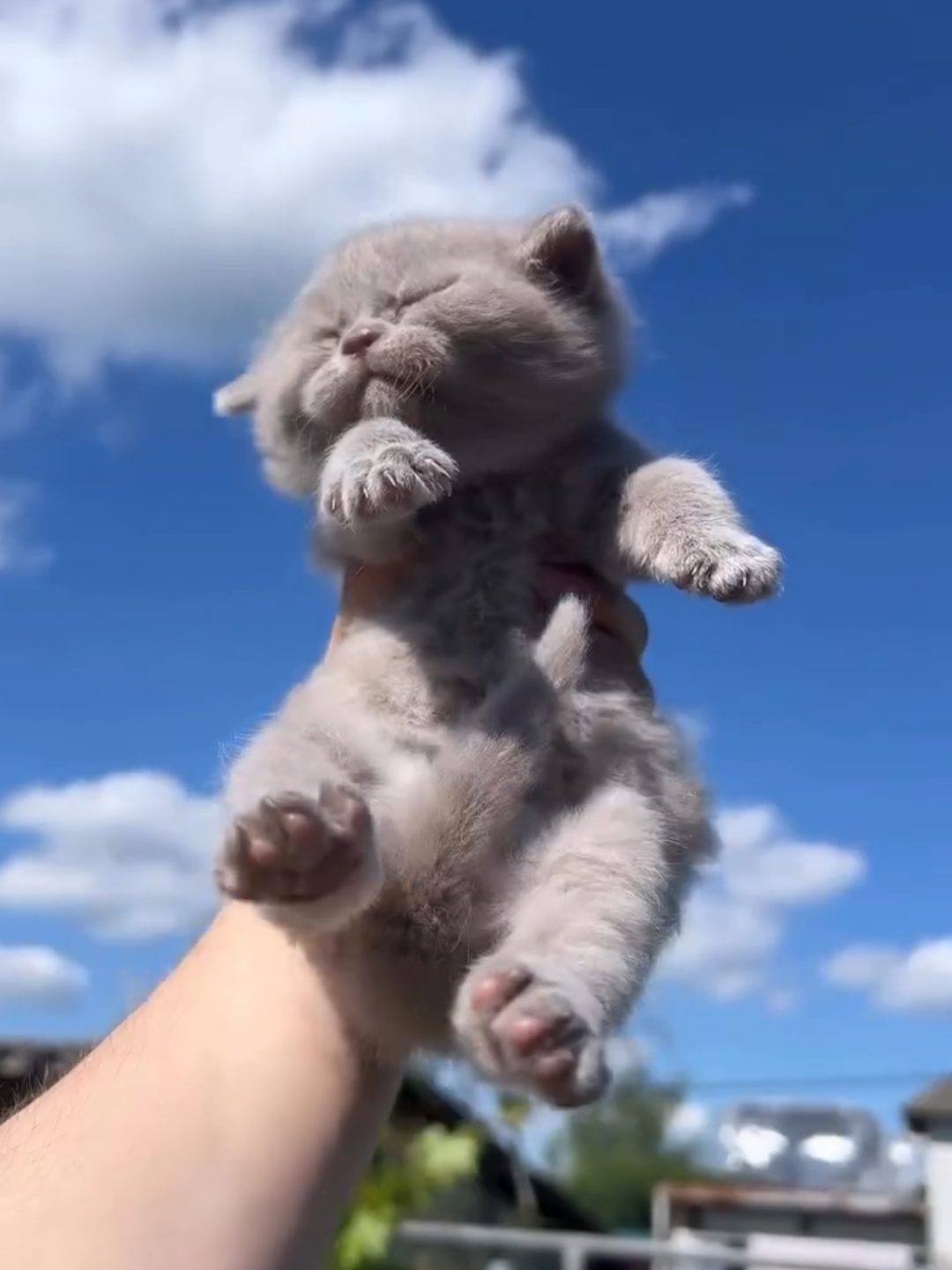 @Chonky World Of Cats