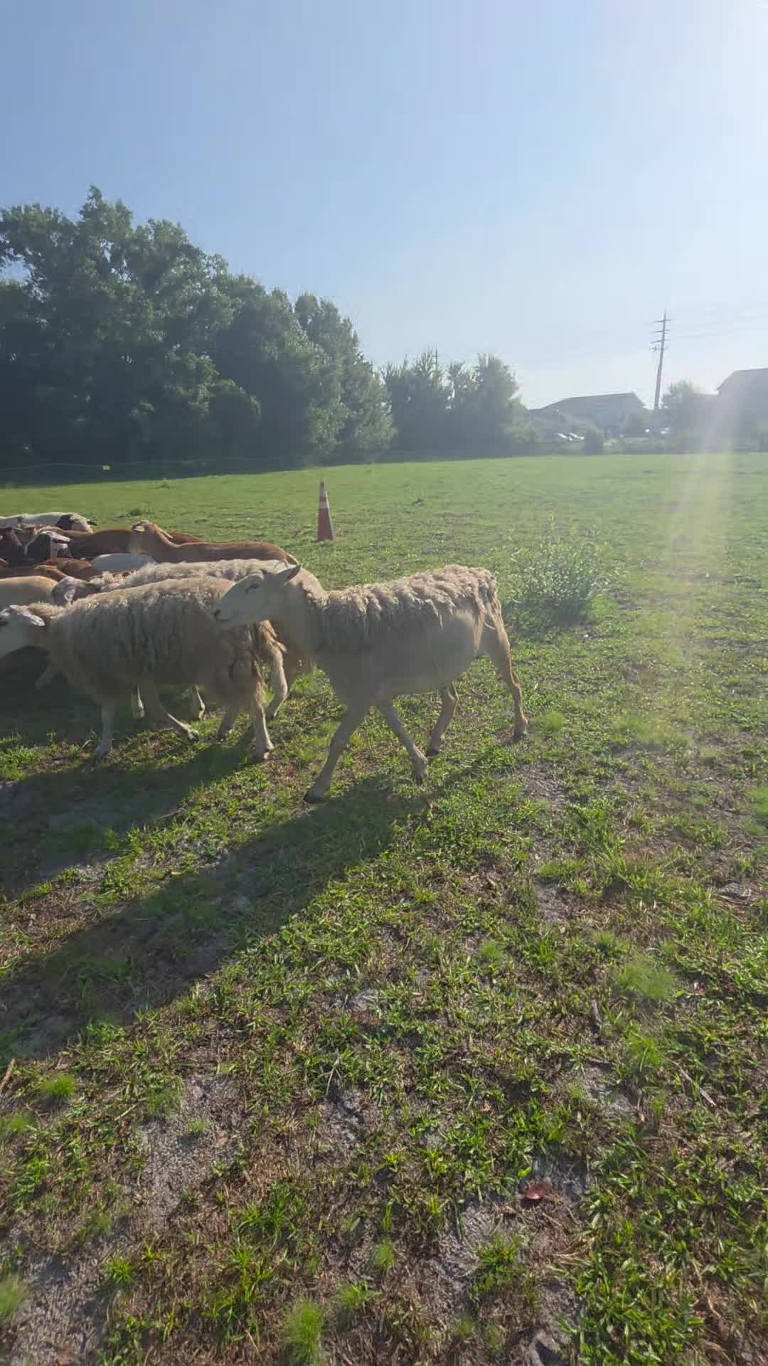 @shepherdslanternherding