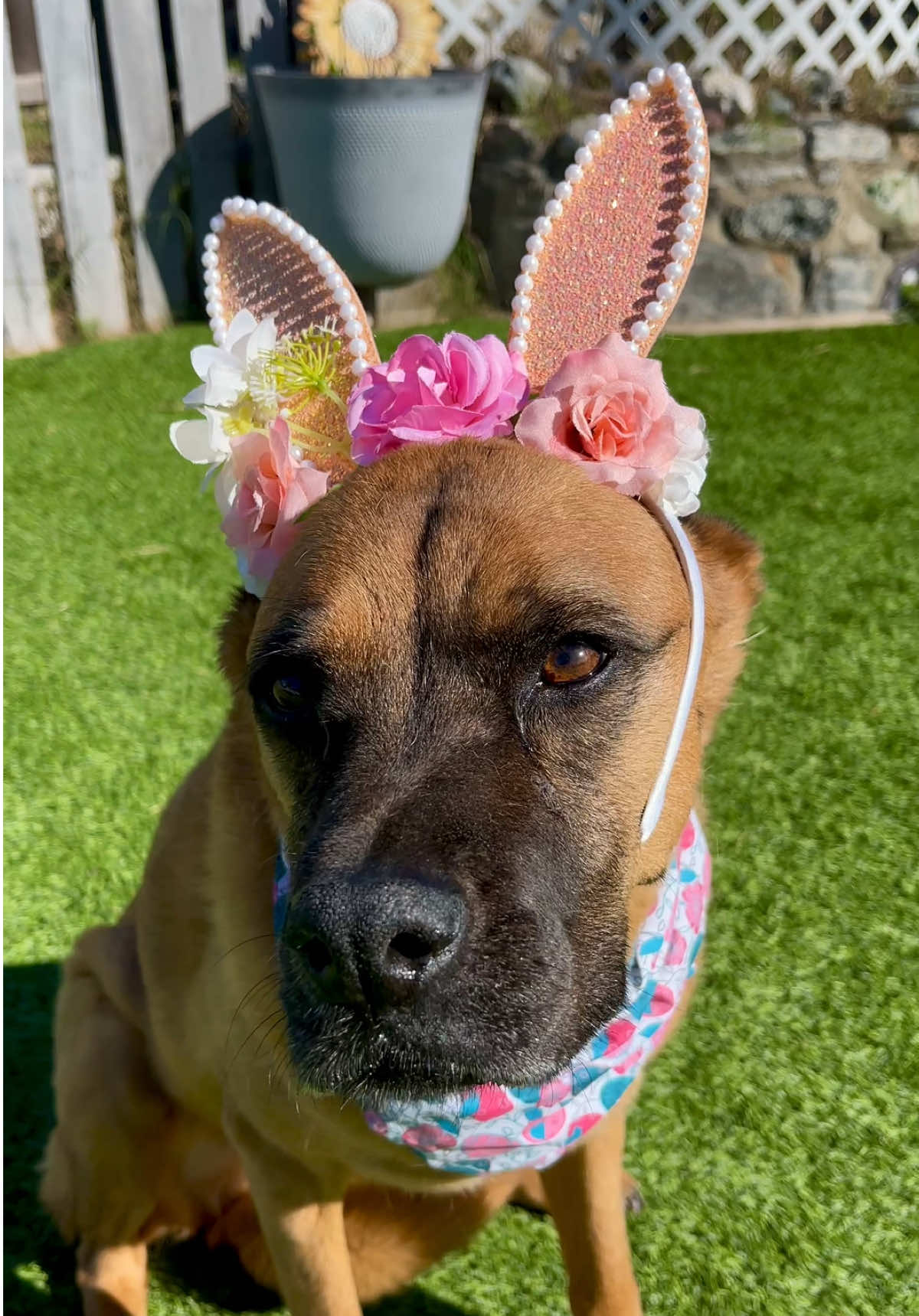 @FurEver Loving Care 🐾(Andrea)