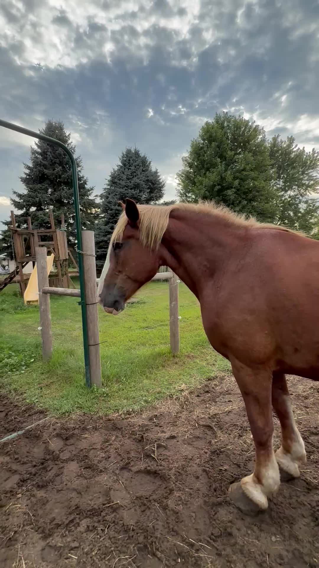 @Safe Place Pastures, Inc.