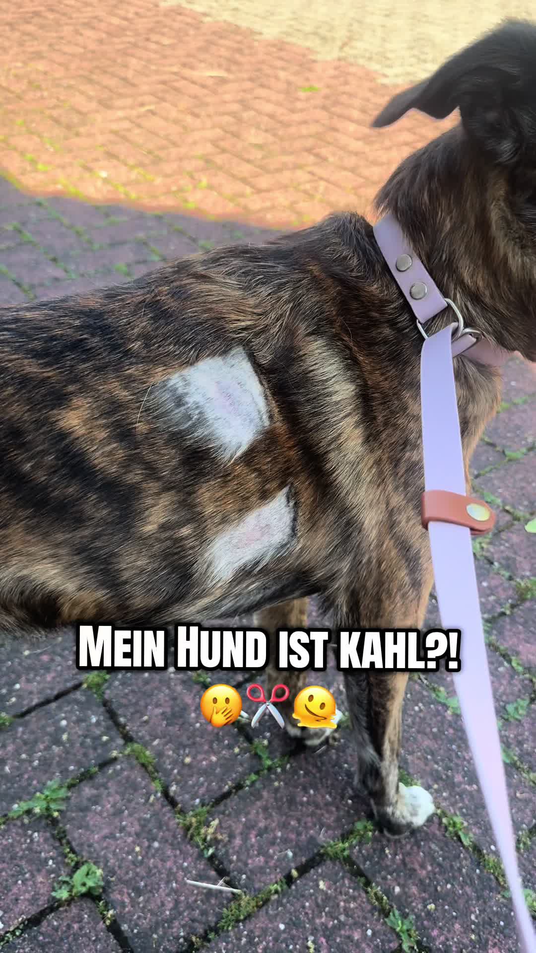 @mother of dogs