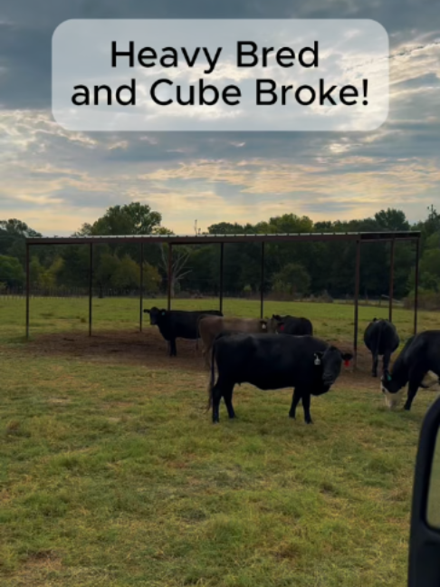 @Rutherford Land and Cattle