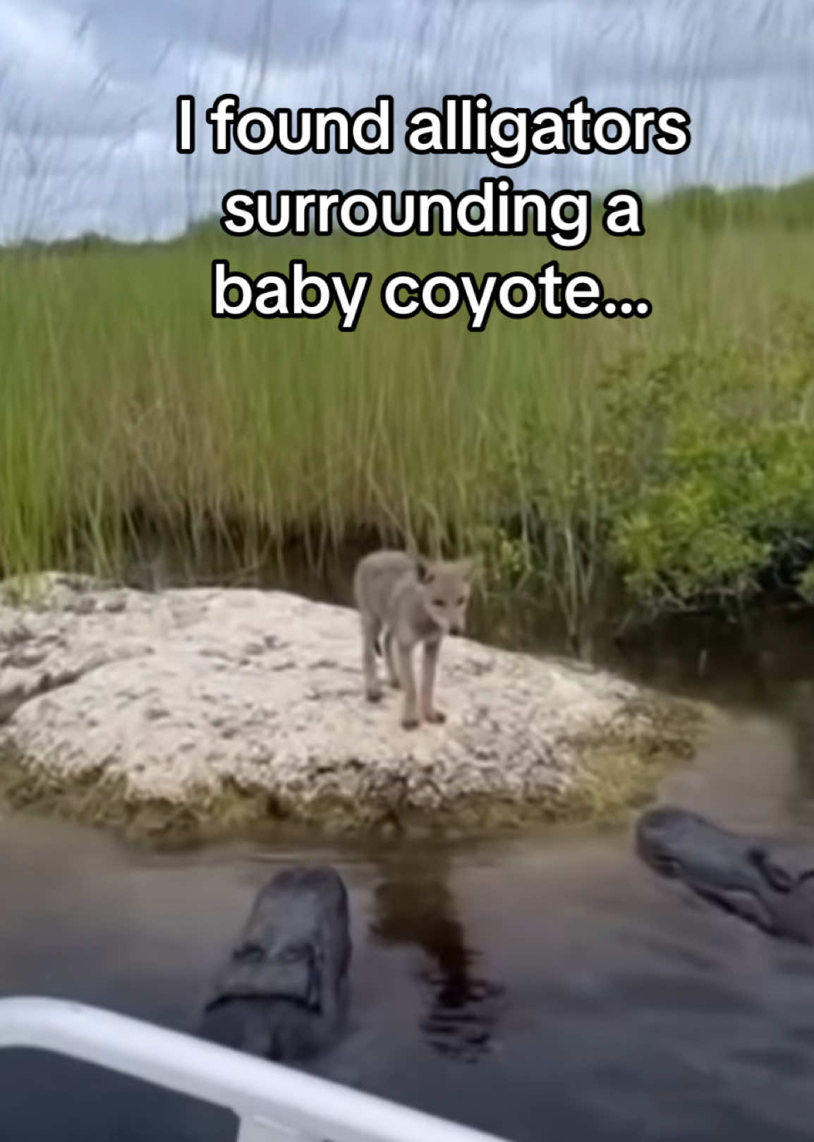 @AnimalWorld