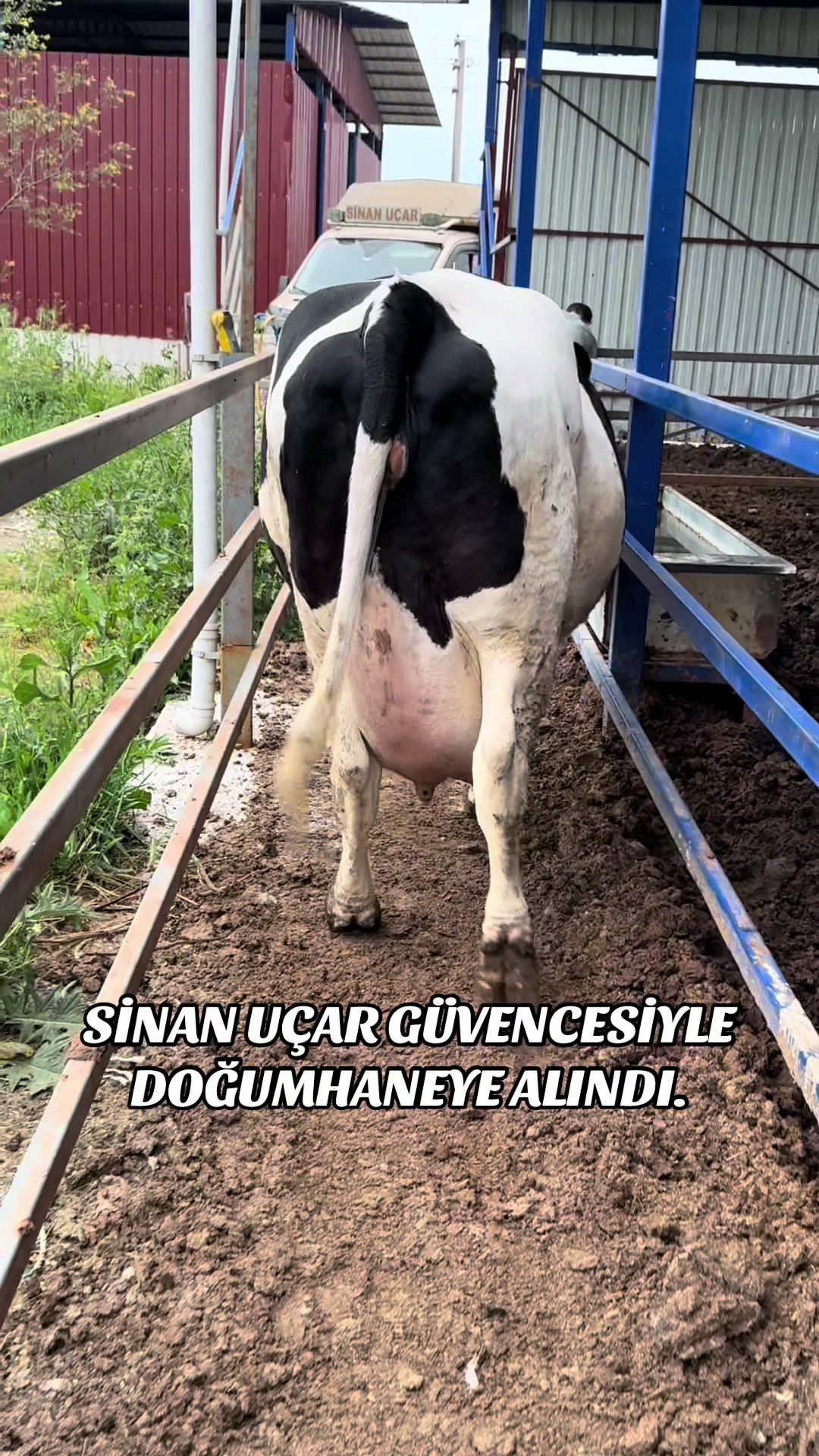 @CELEP SİNAN UÇAR