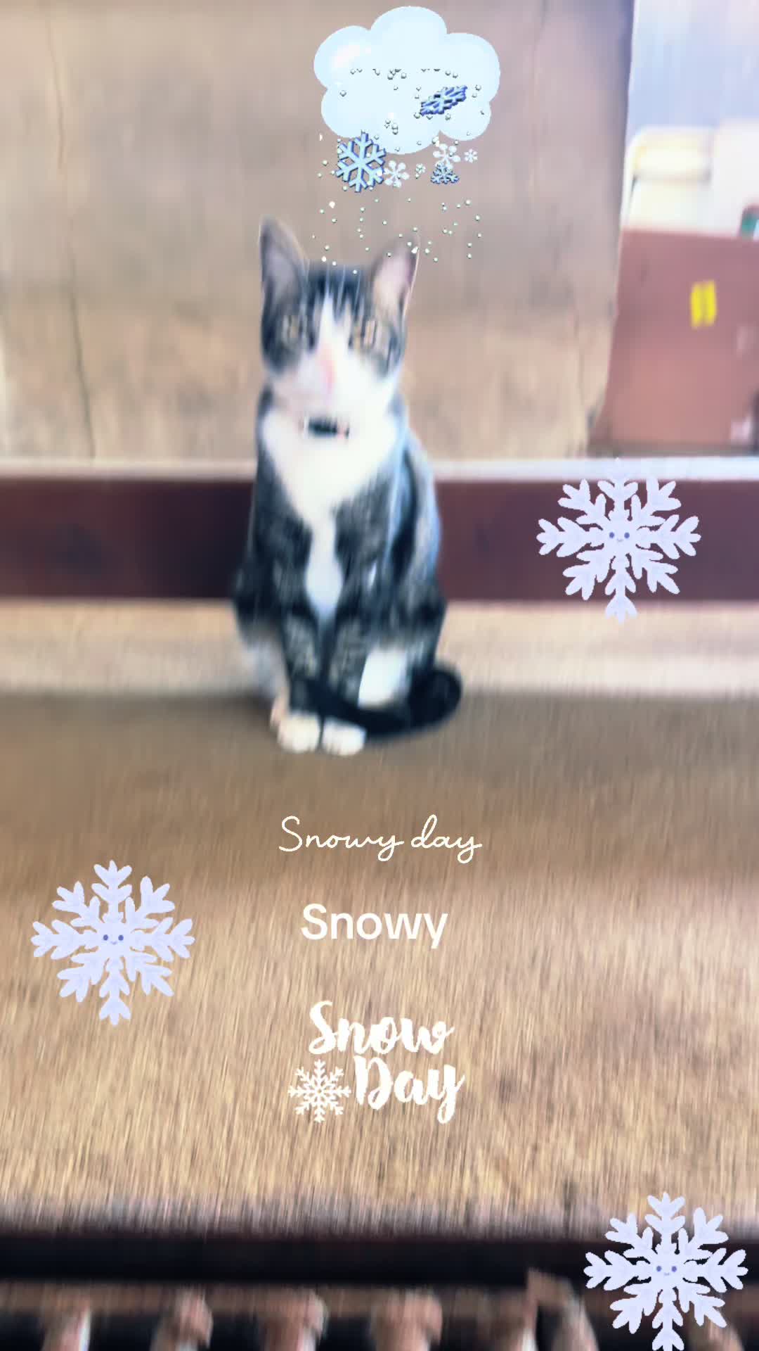 @Amri Gatitos