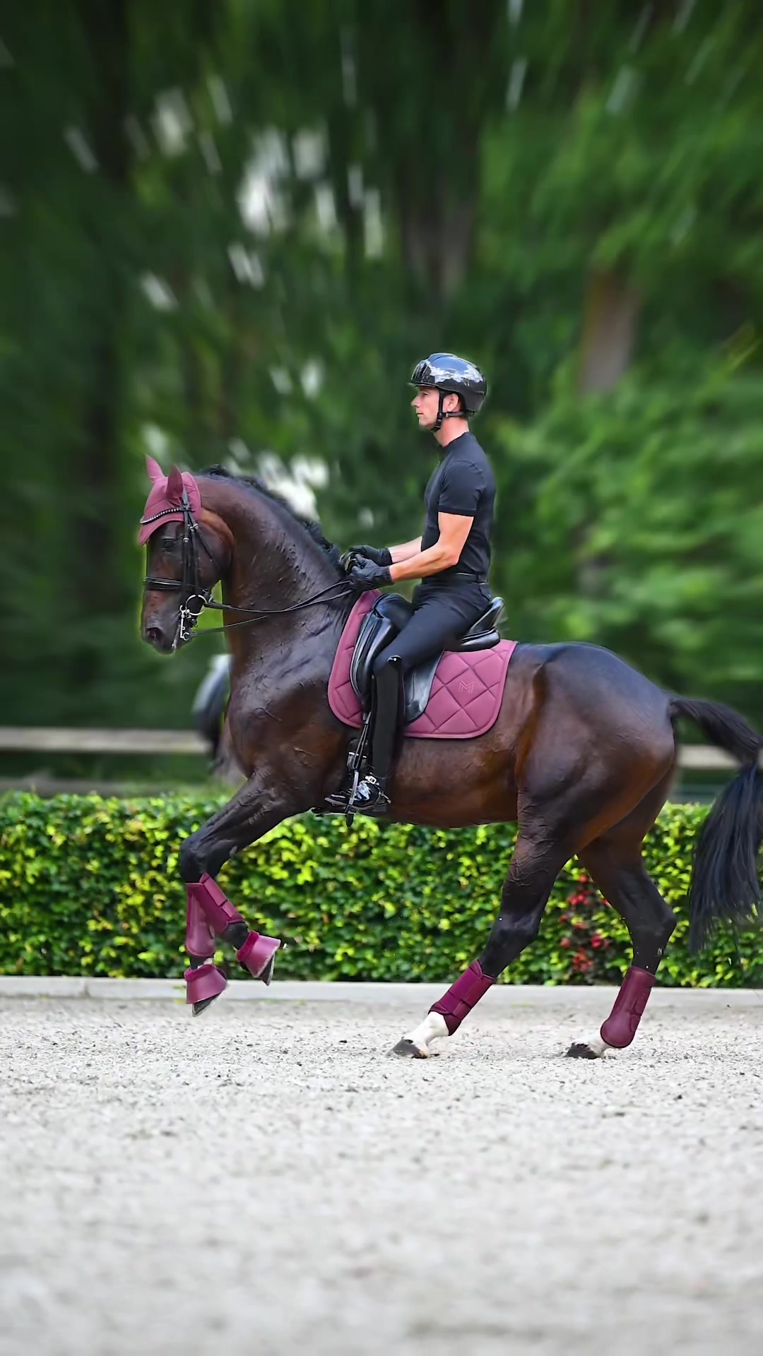 @Maximilian Equestrian