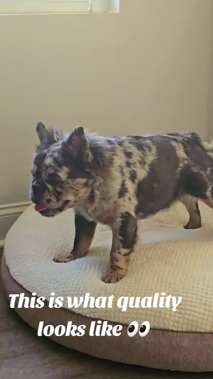 @luxuryfrenchiesbyyuni