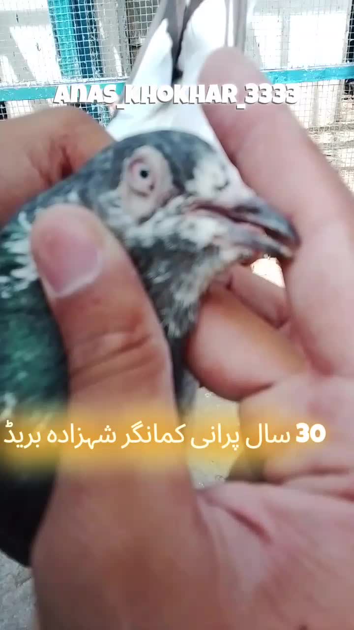 @𝘼𝙣𝙖𝙨_𝘖𝘬𝘢𝘳𝘢_333🕊️✨