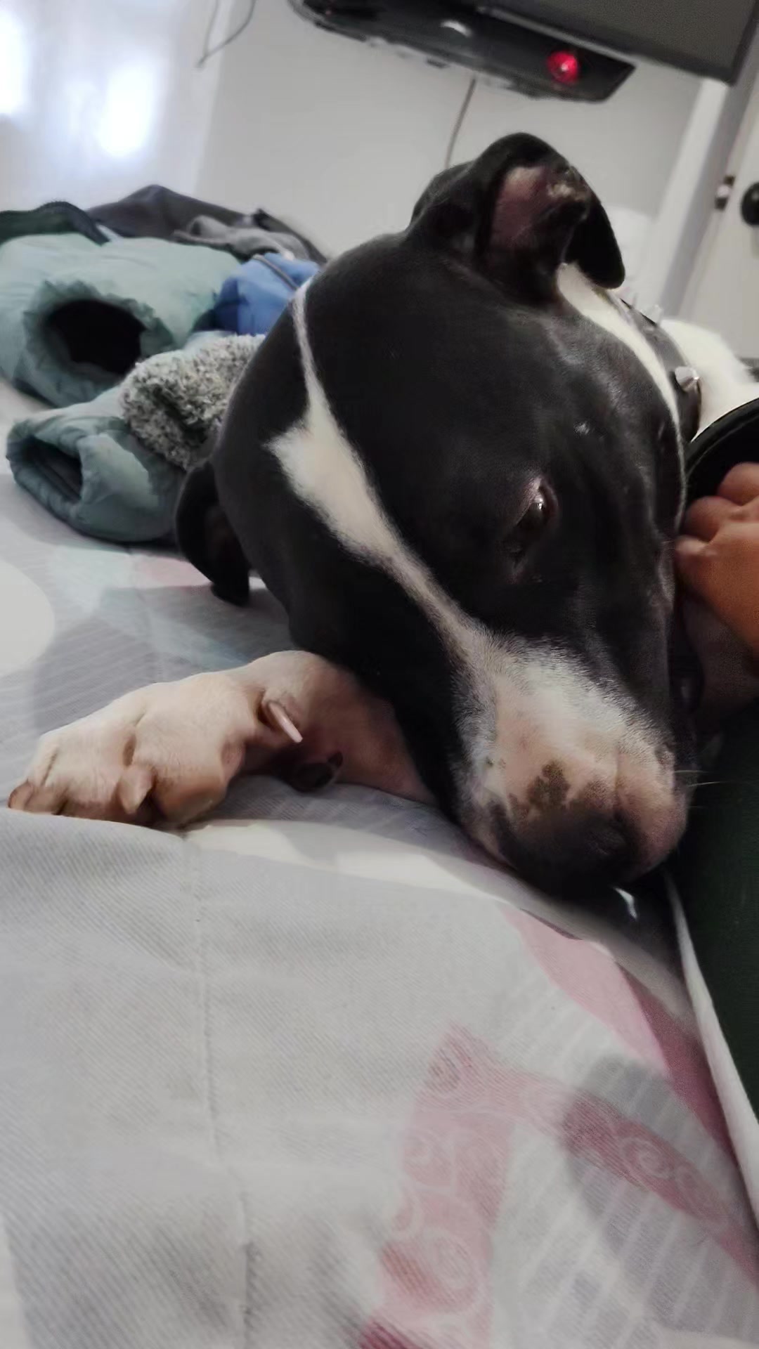 @MUNDO ANIMAL CURIOSO