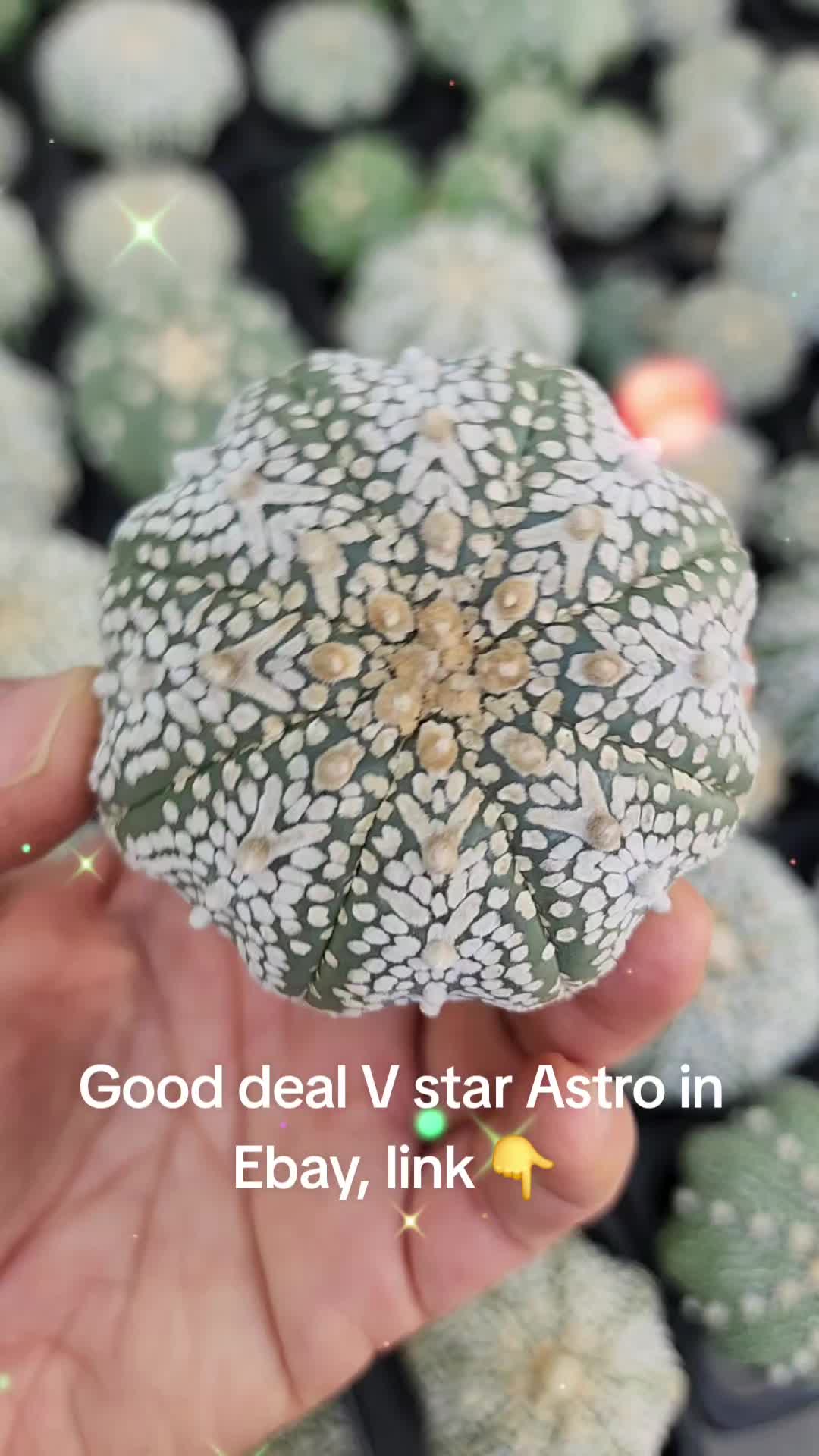 @Patcacculent