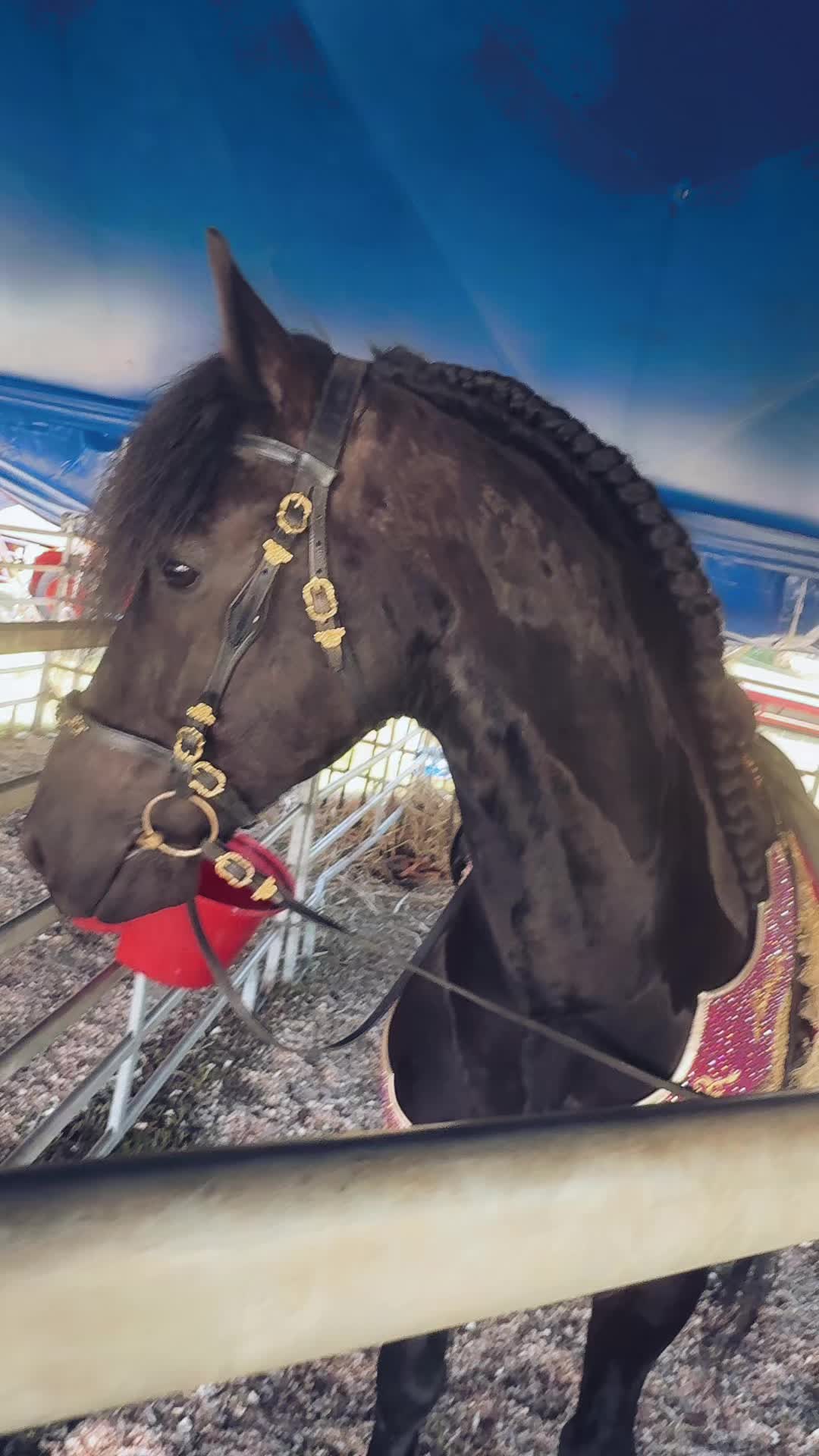 @Horses