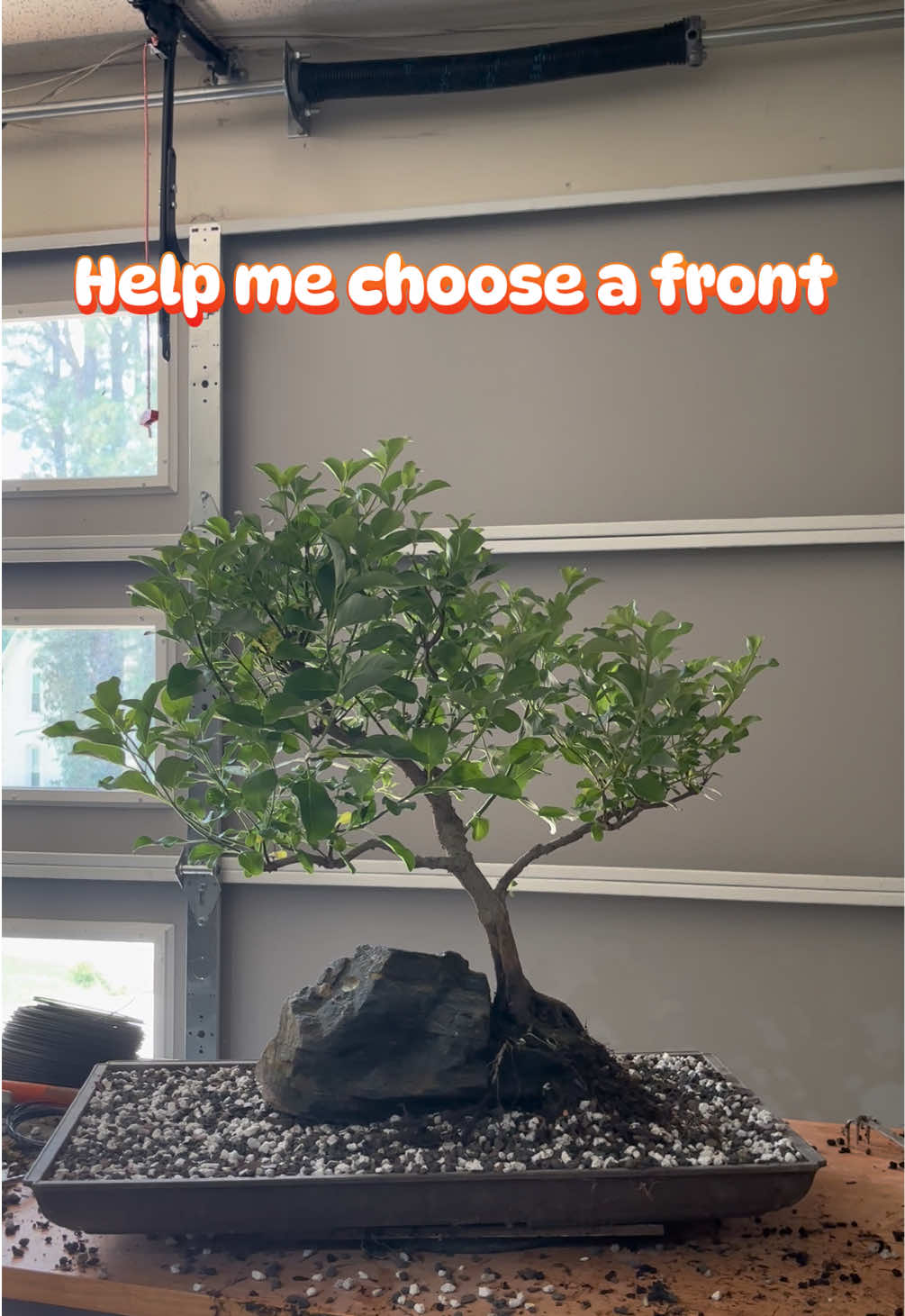 @Jerome_bonsai