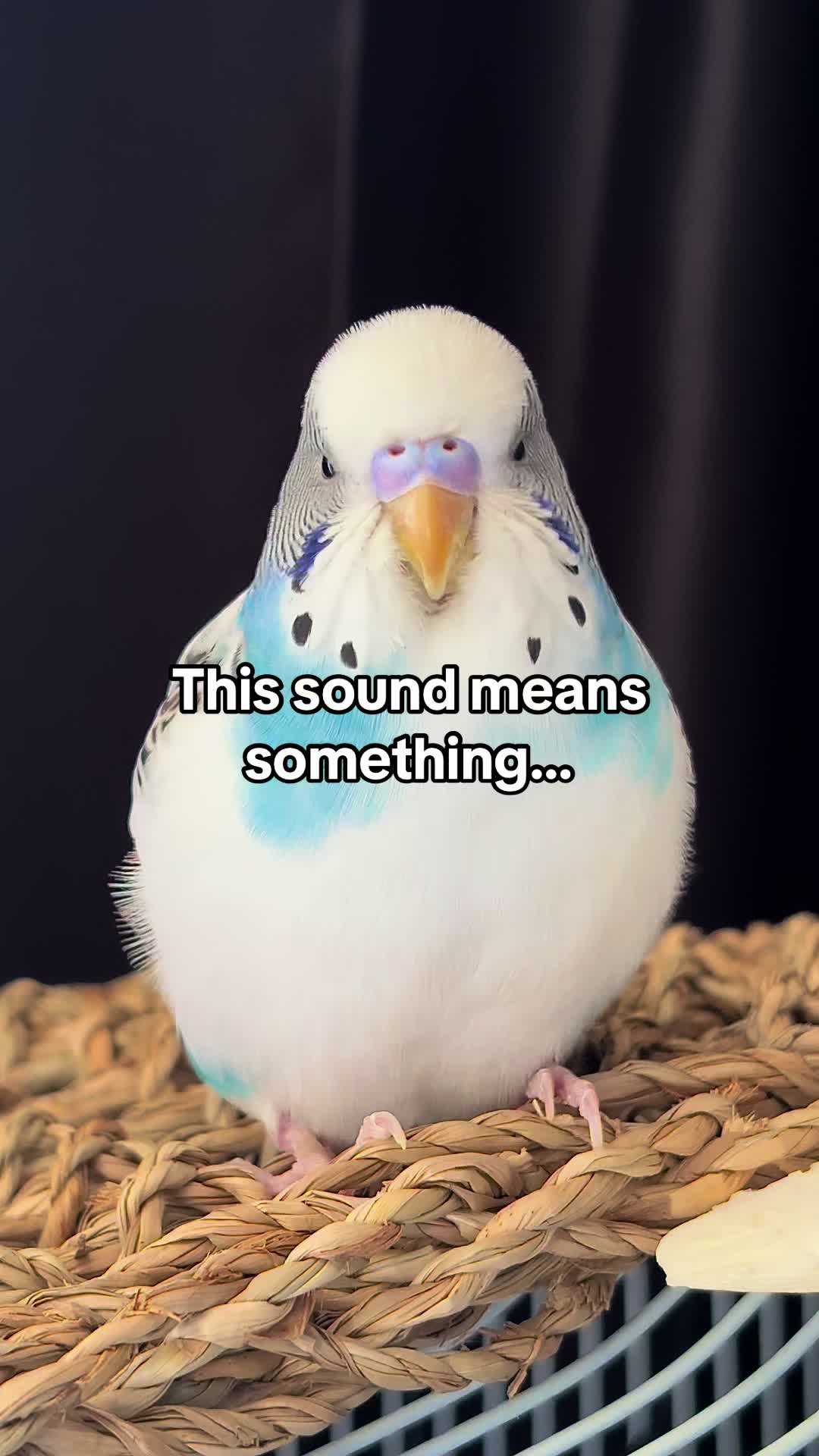 @Tiny Tweets
