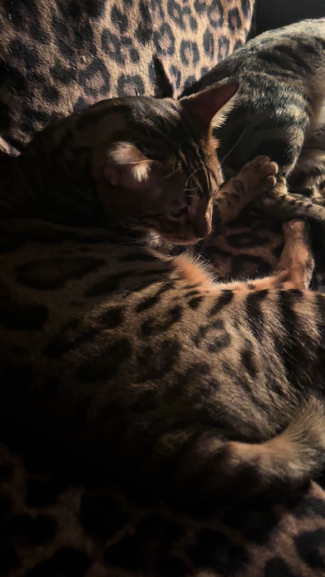 @Tiny Leopard Cats