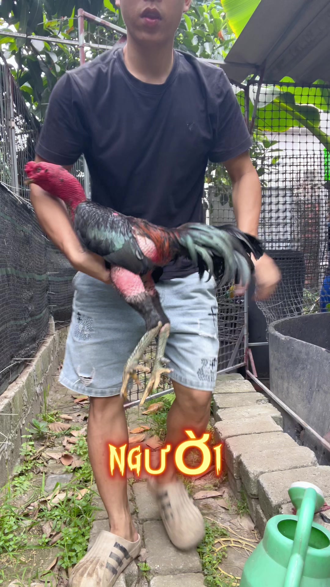 @Thuần G&agrave; Chọi