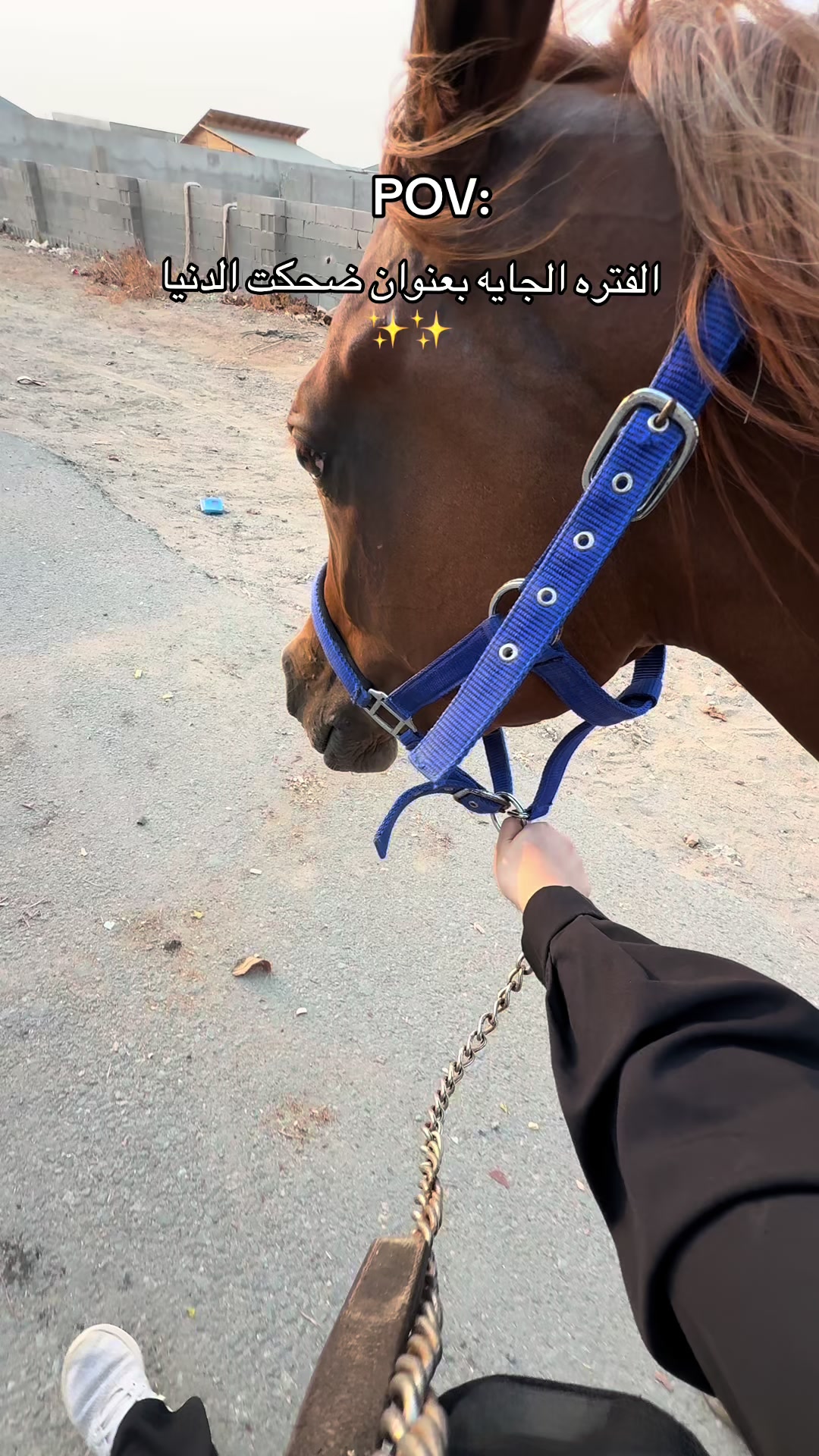 @Top.horses