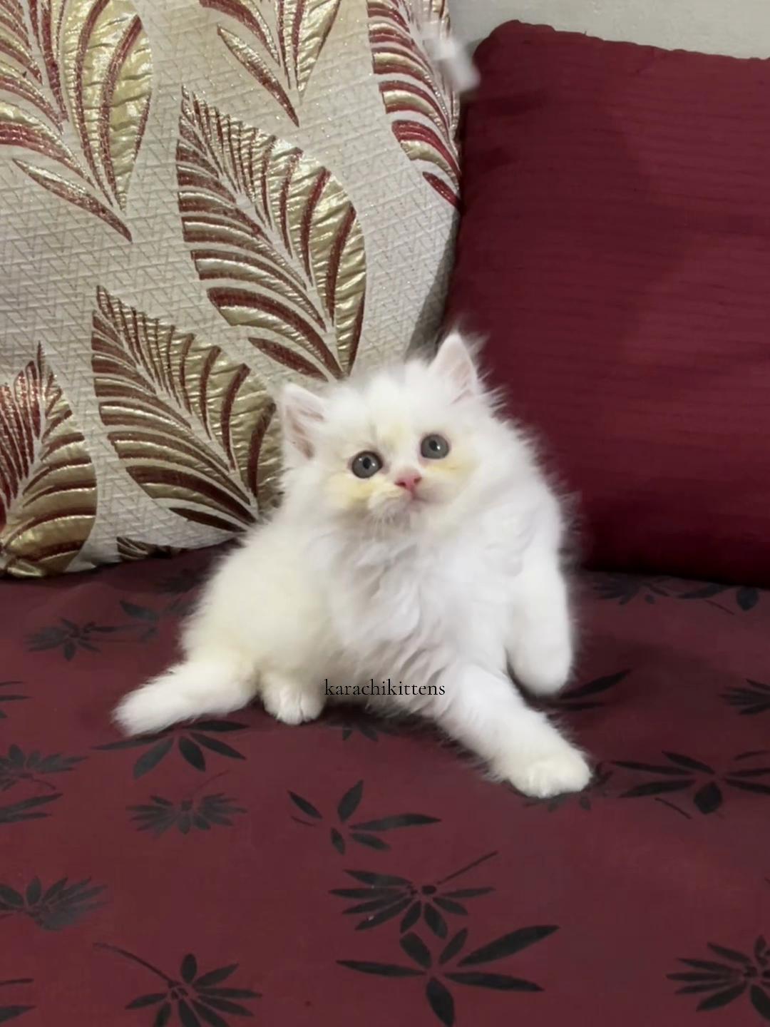 @karachikittens