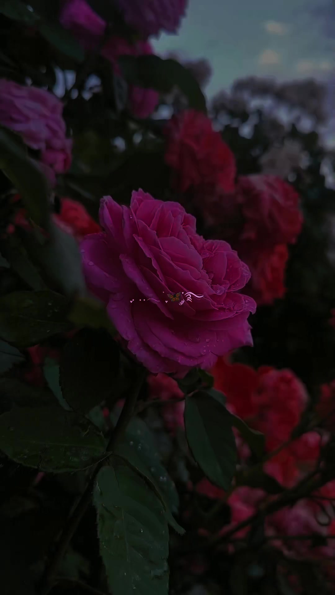 @🌼ميس🦋✨