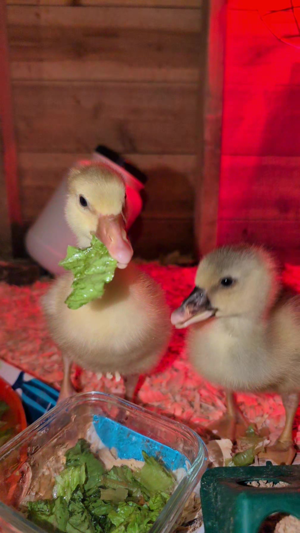 @megz_eggz_chickens